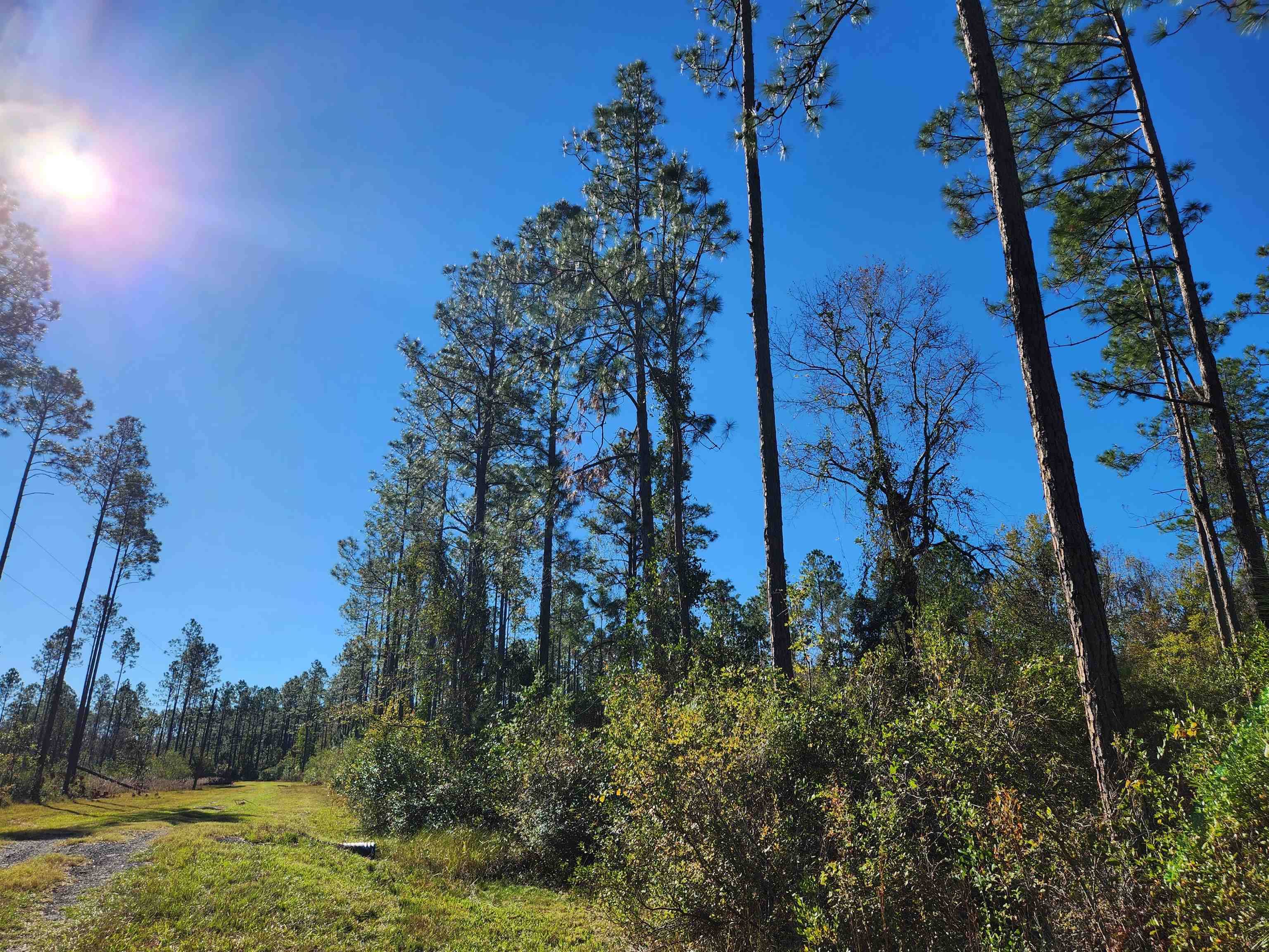 Greenville, FL 32331,Lot 44 SW Ontario Road