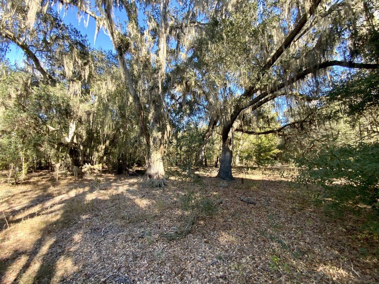 Madison County, FL 32340,Vacant NE Bittersweet Trail