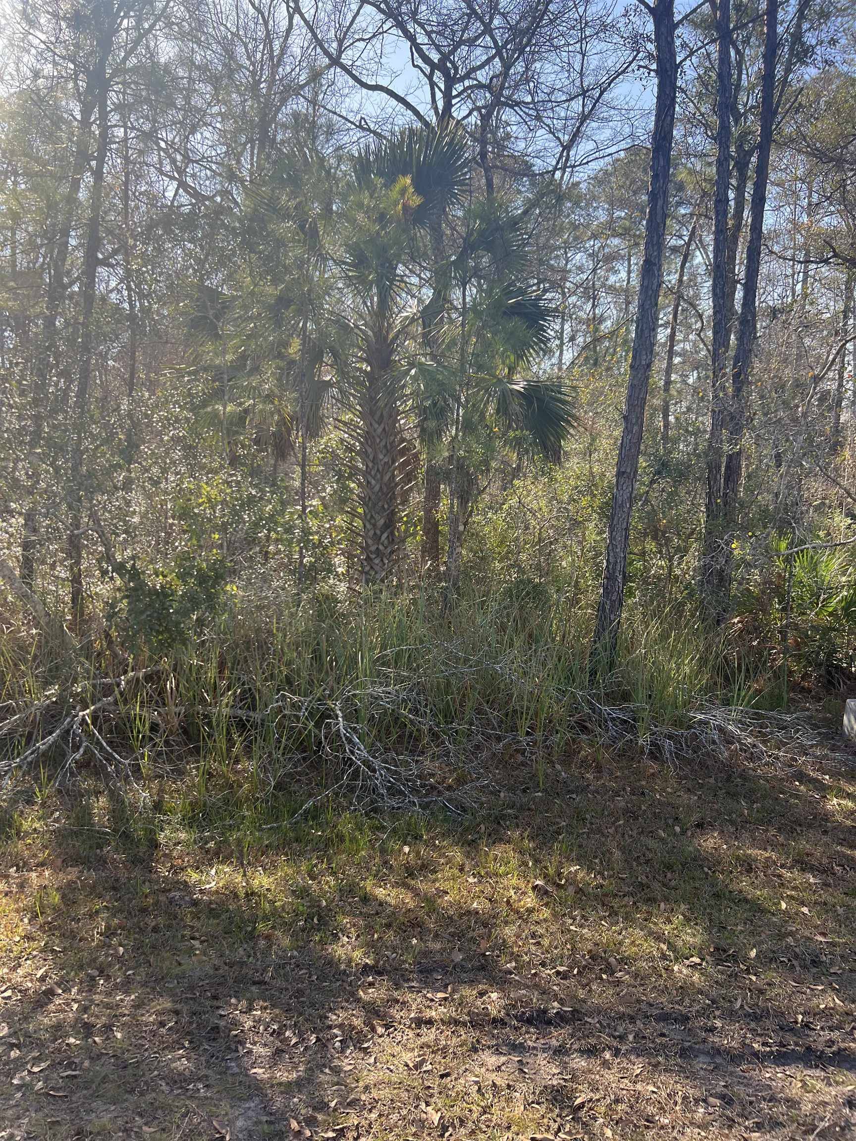 St Marks, FL 32355,XX Burnt Pine Loop