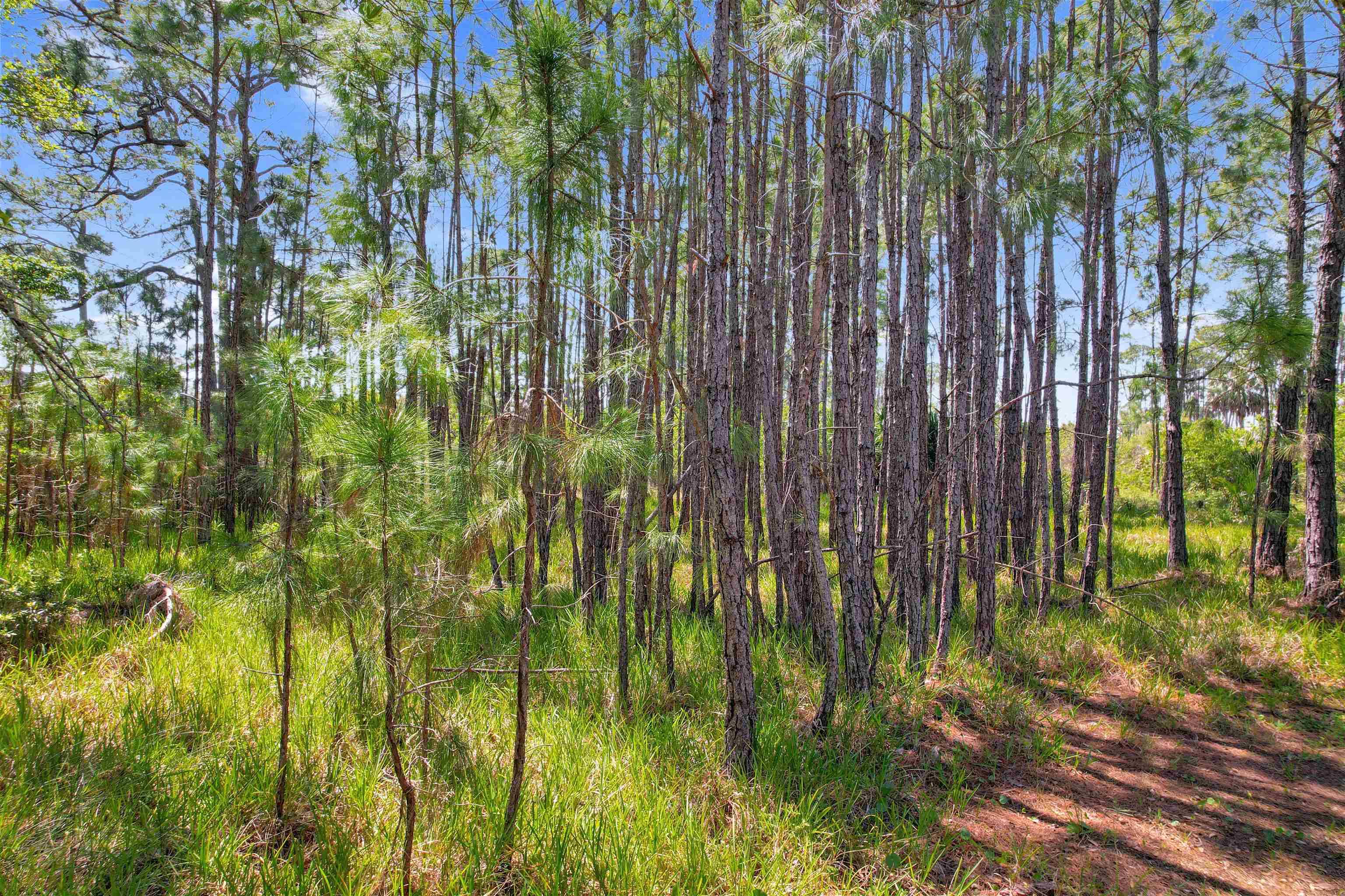 Alligator Point, FL 32346,Lot 4 Pelican Bay Street
