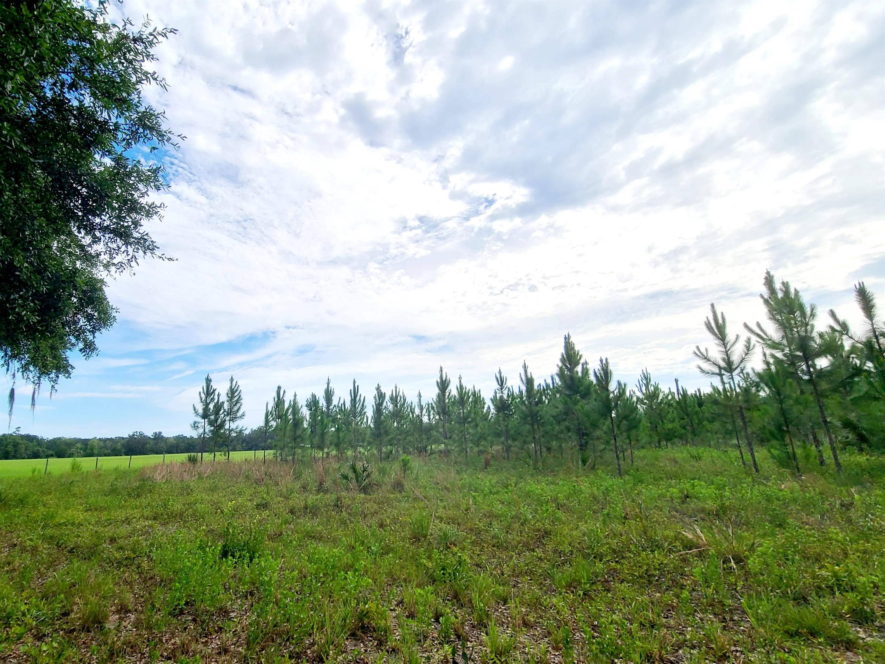 Cross City, FL 32680-0000,21.24 acres NE 247th Avenue