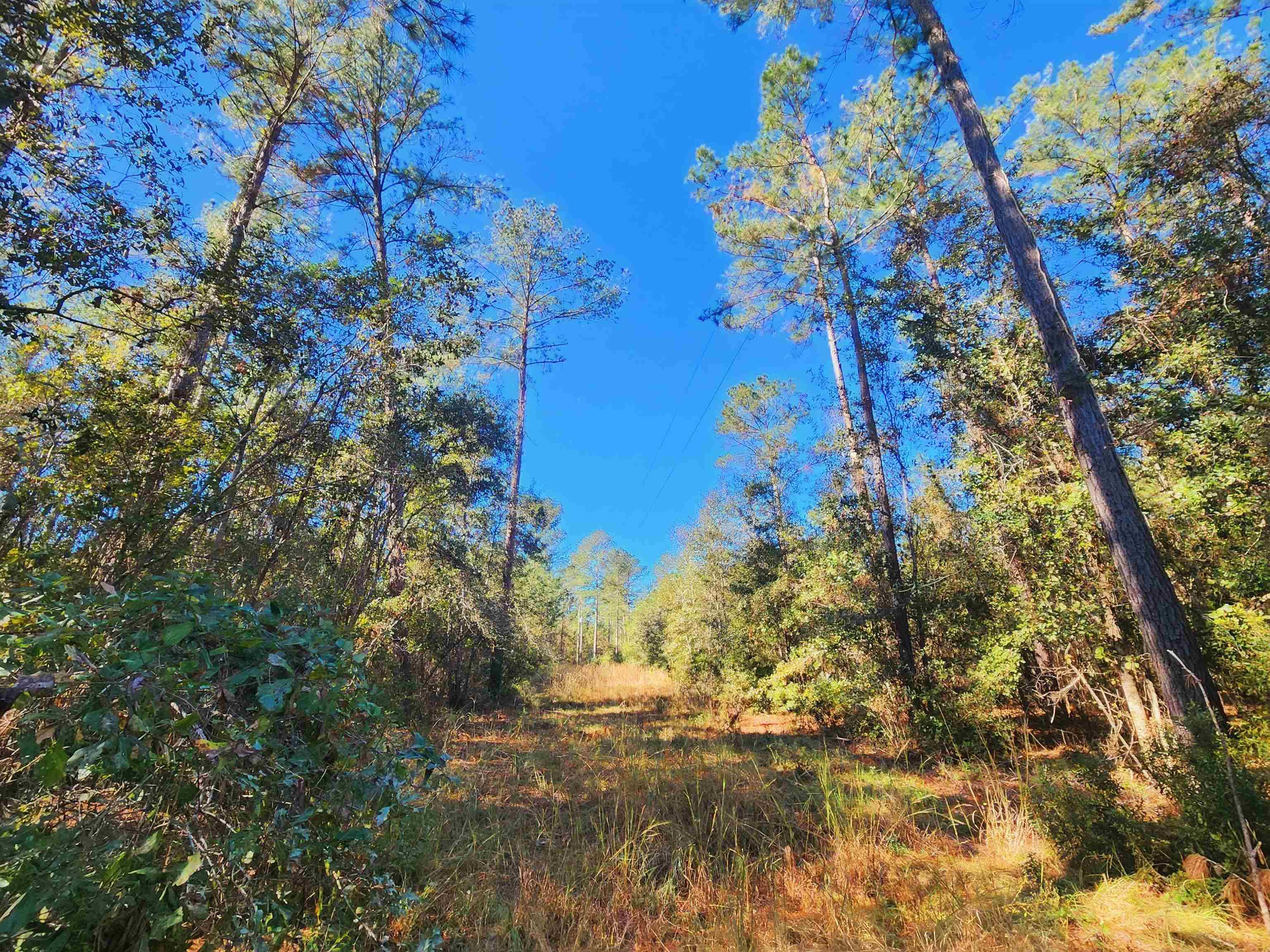Greenville, FL 32331,284 SW Paradise Way