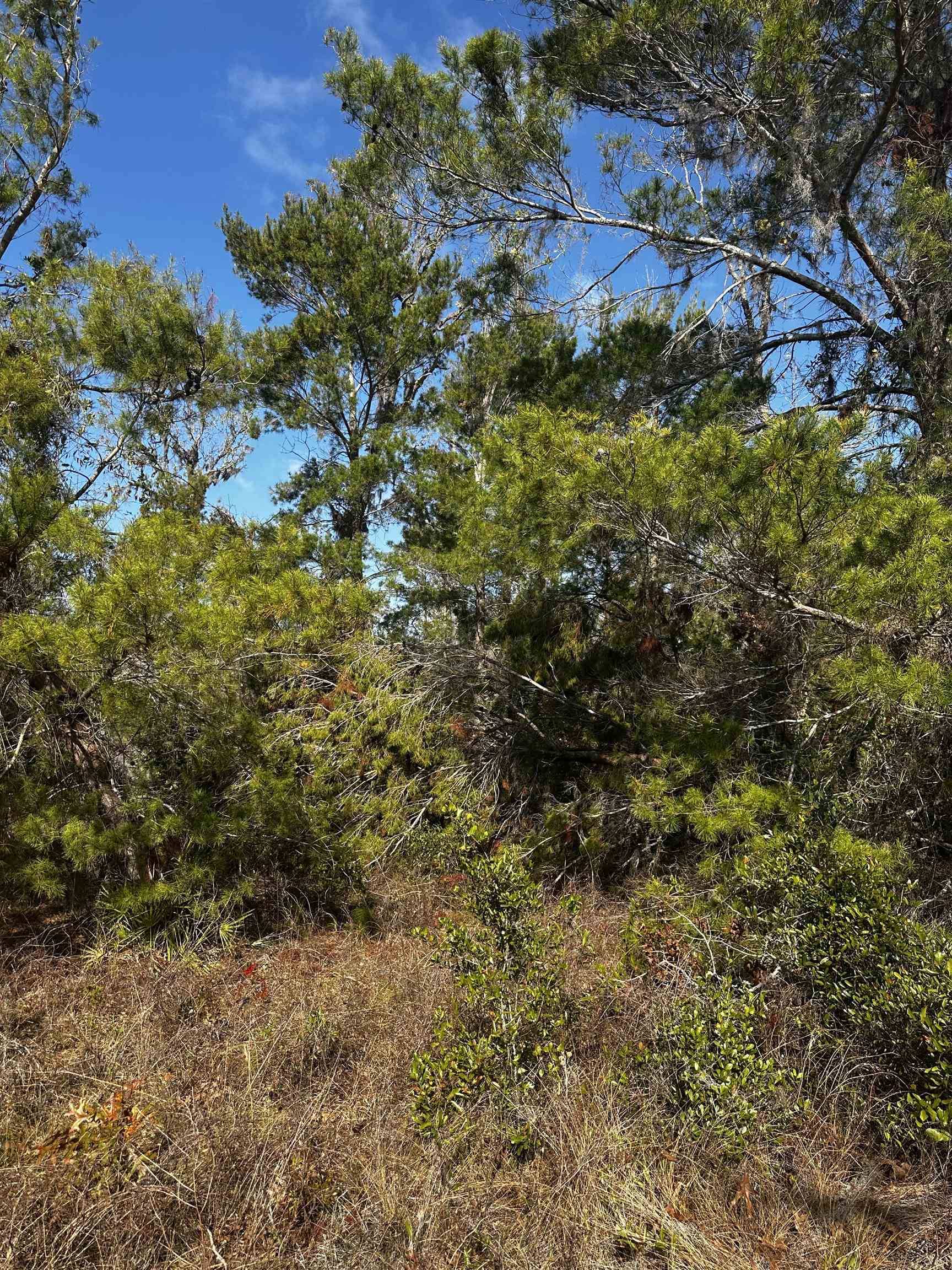 Perry, FL 32348,TBD Black Oak Road