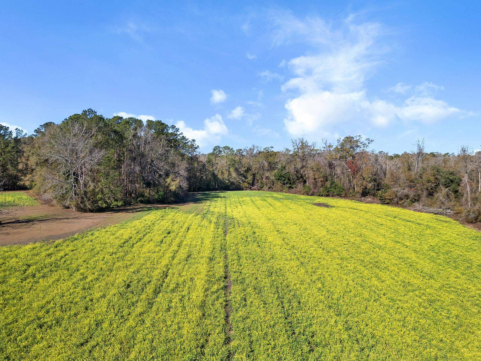Monticello, FL 32344,XXX Barnes Road