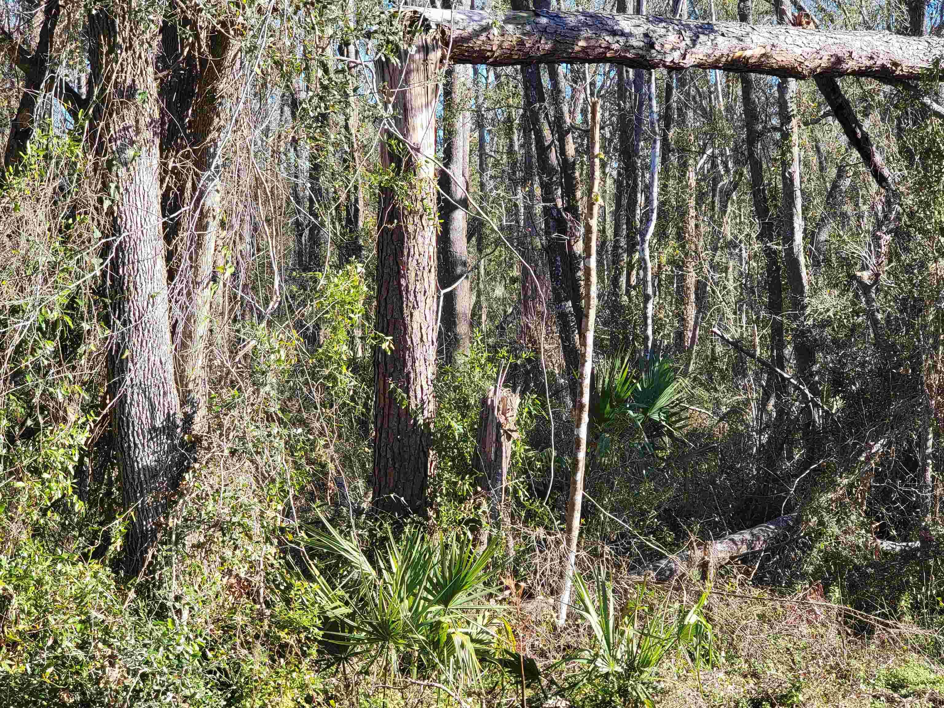 Perry, FL 32347,00 Pharo Morgan Road