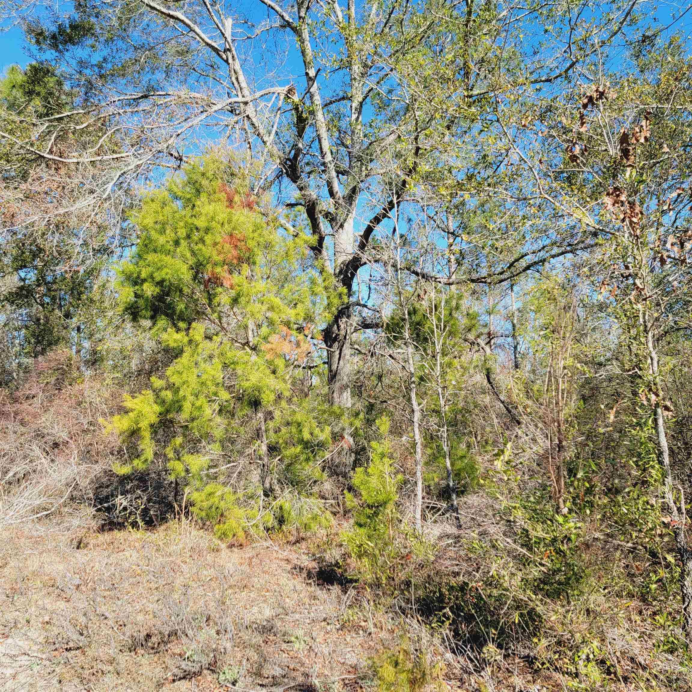 Lee, FL 32059,40 AC SE Winquepin Street