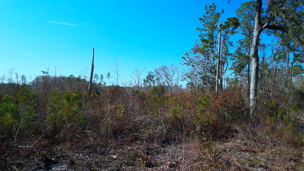 Monticello, FL 32344,xxx Big Joe Road