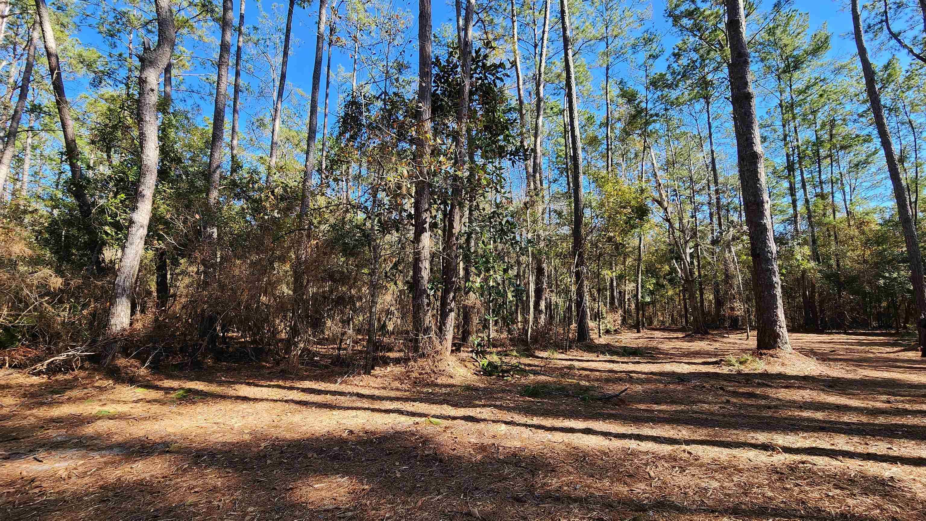 Sopchoppy, FL 32358,xxx Cherokee Drive
