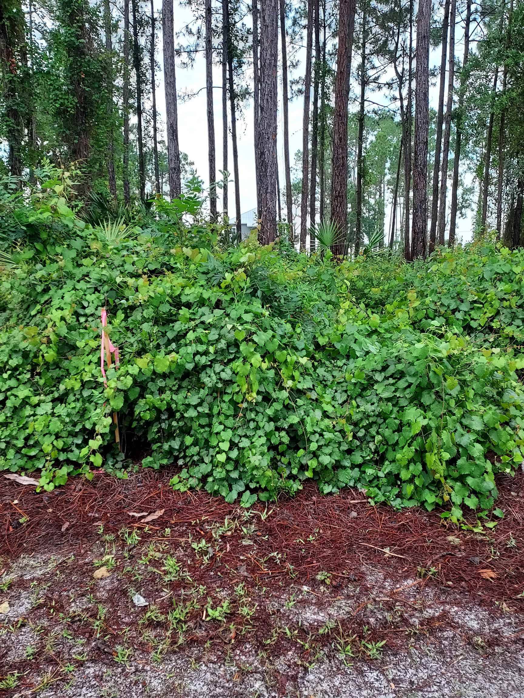 Carrabelle, FL 32322,118 Royal Tern Way