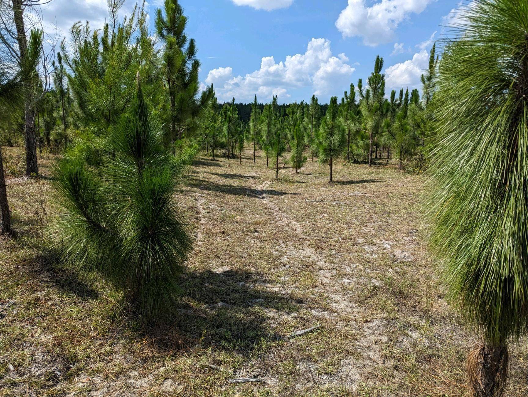Lee, FL 32059,Vacant NE Mango Avenue