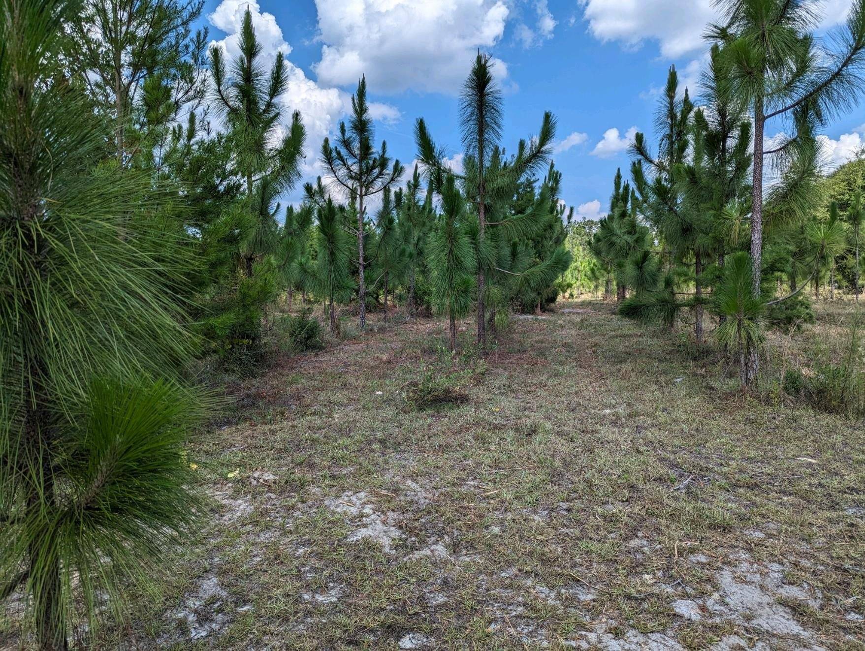 Lee, FL 32059,Vacant NE Mango Avenue