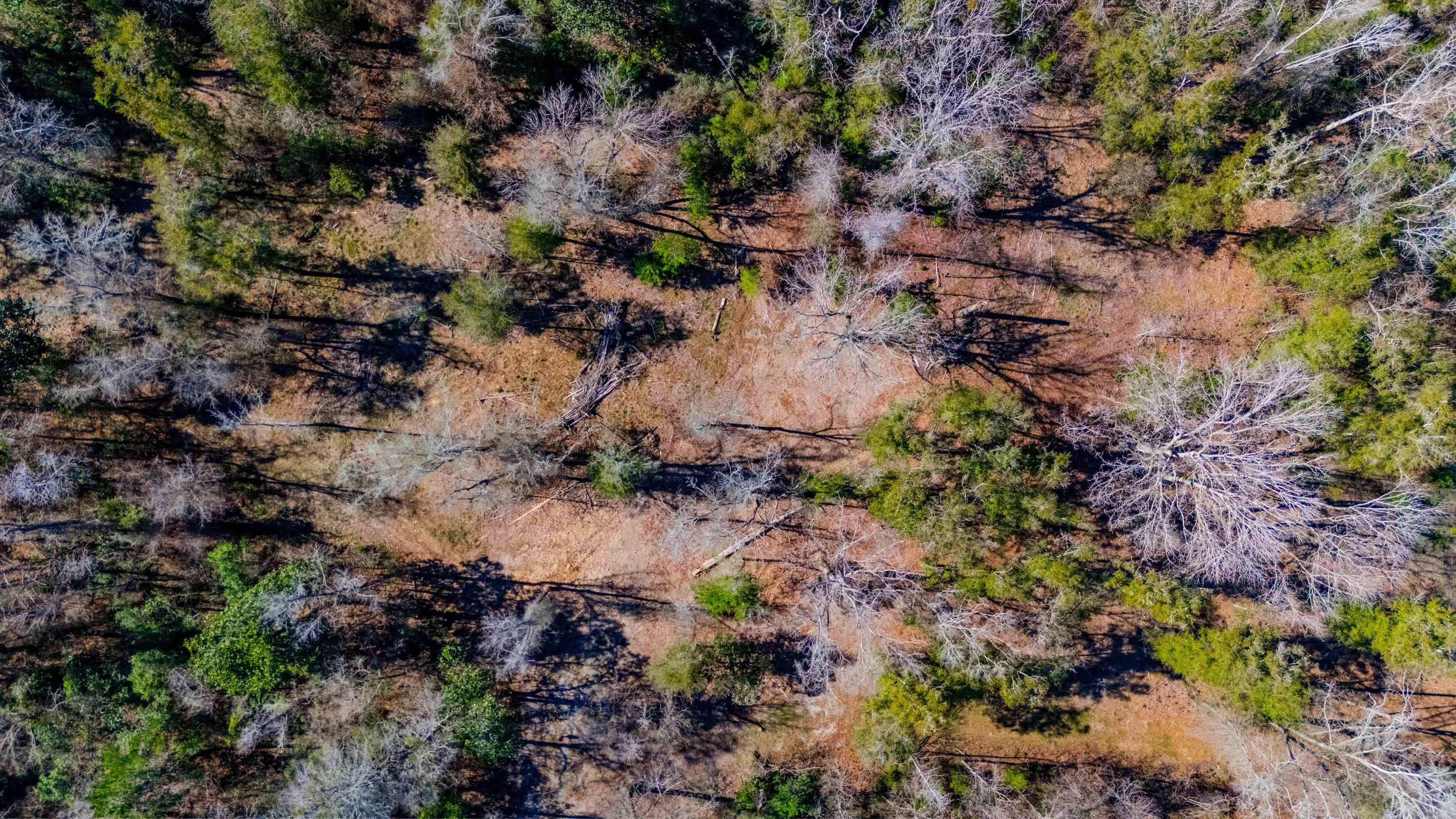 Crawfordville, FL 32327,20 ac OLD TOWN HAMMOCK Lane