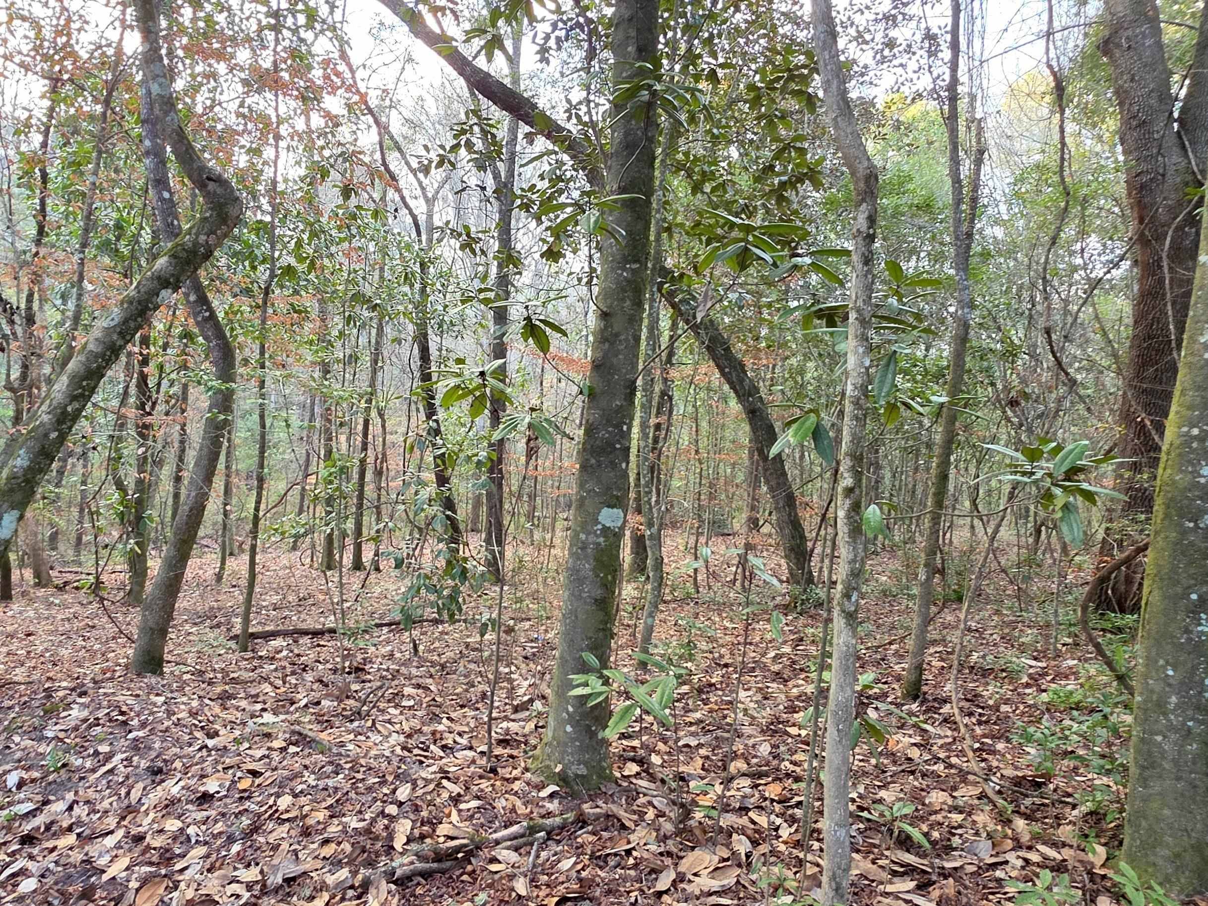 Tallahassee, FL 32310,0 Williams Landing Road #25