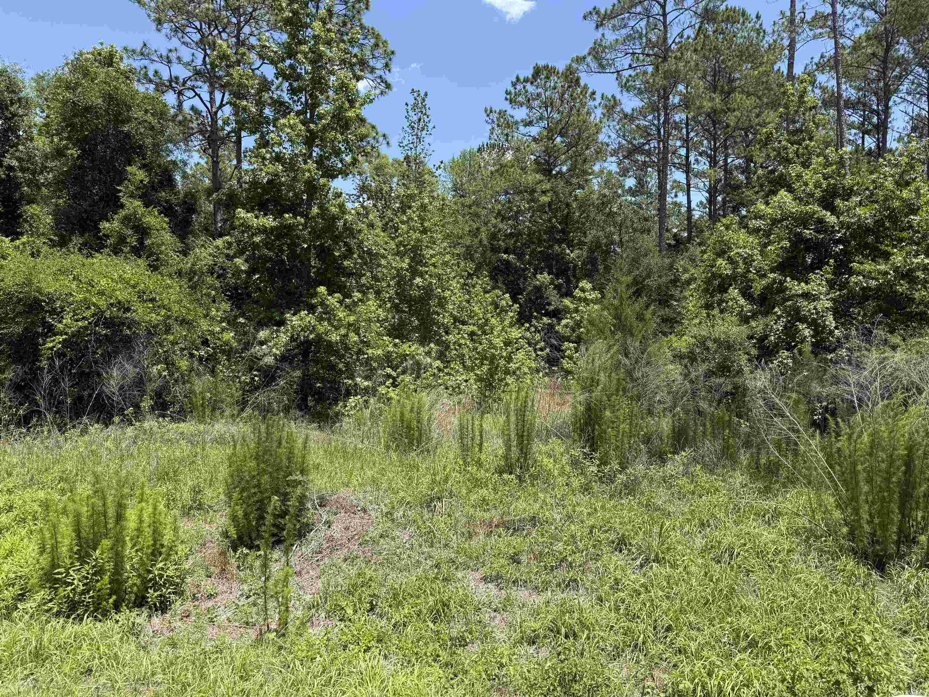 Crawfordville, FL 32327,Lot 46 Blackfoot