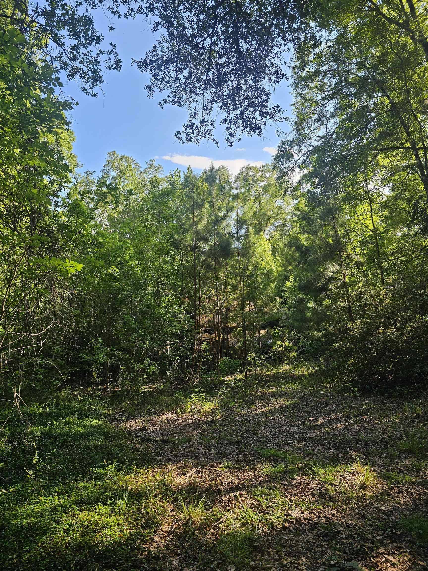Crawfordville, FL 32327,137 Shepards Easement