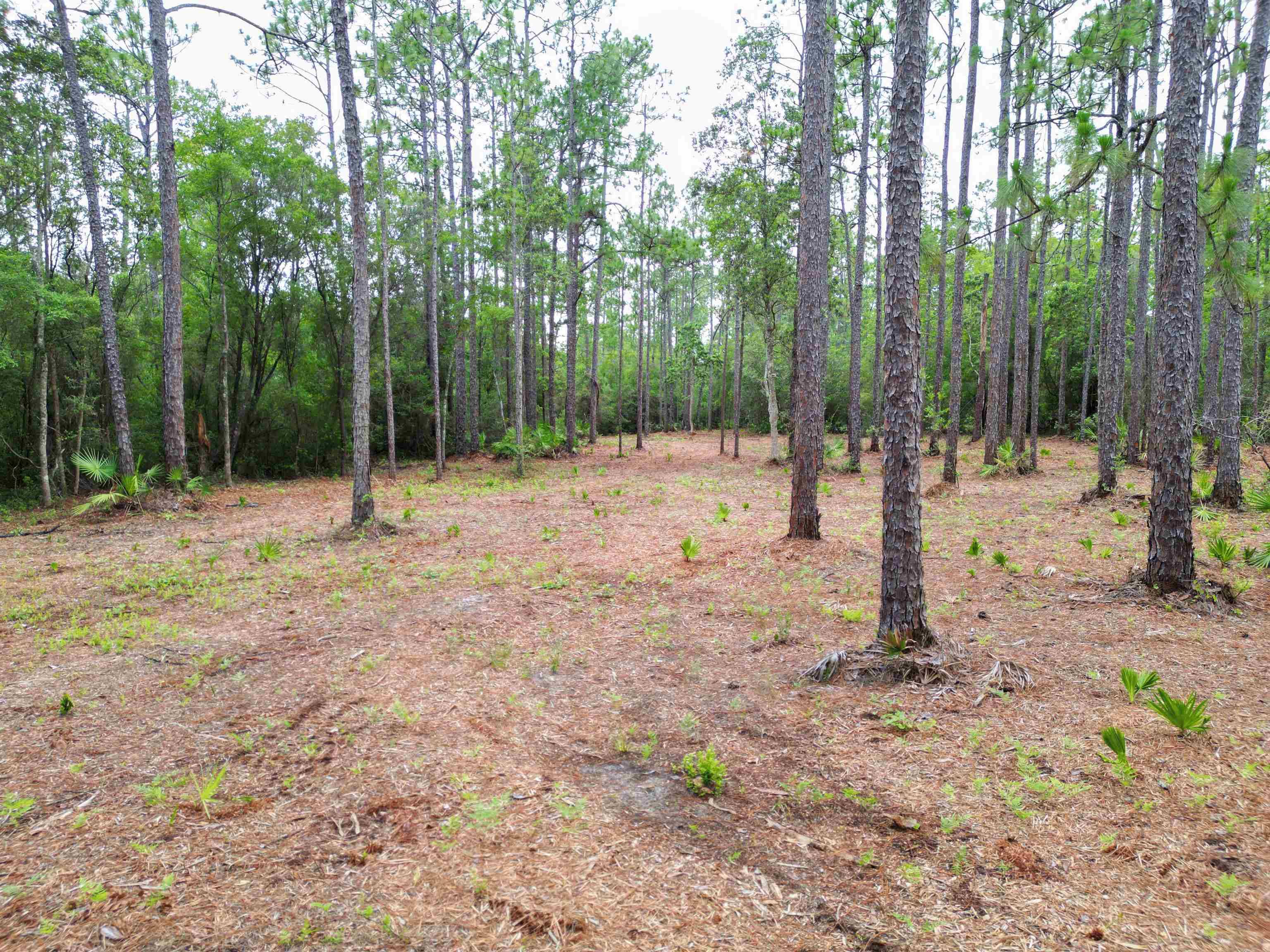 Hosford, FL 32334,TBD NE Lowery Acres Road