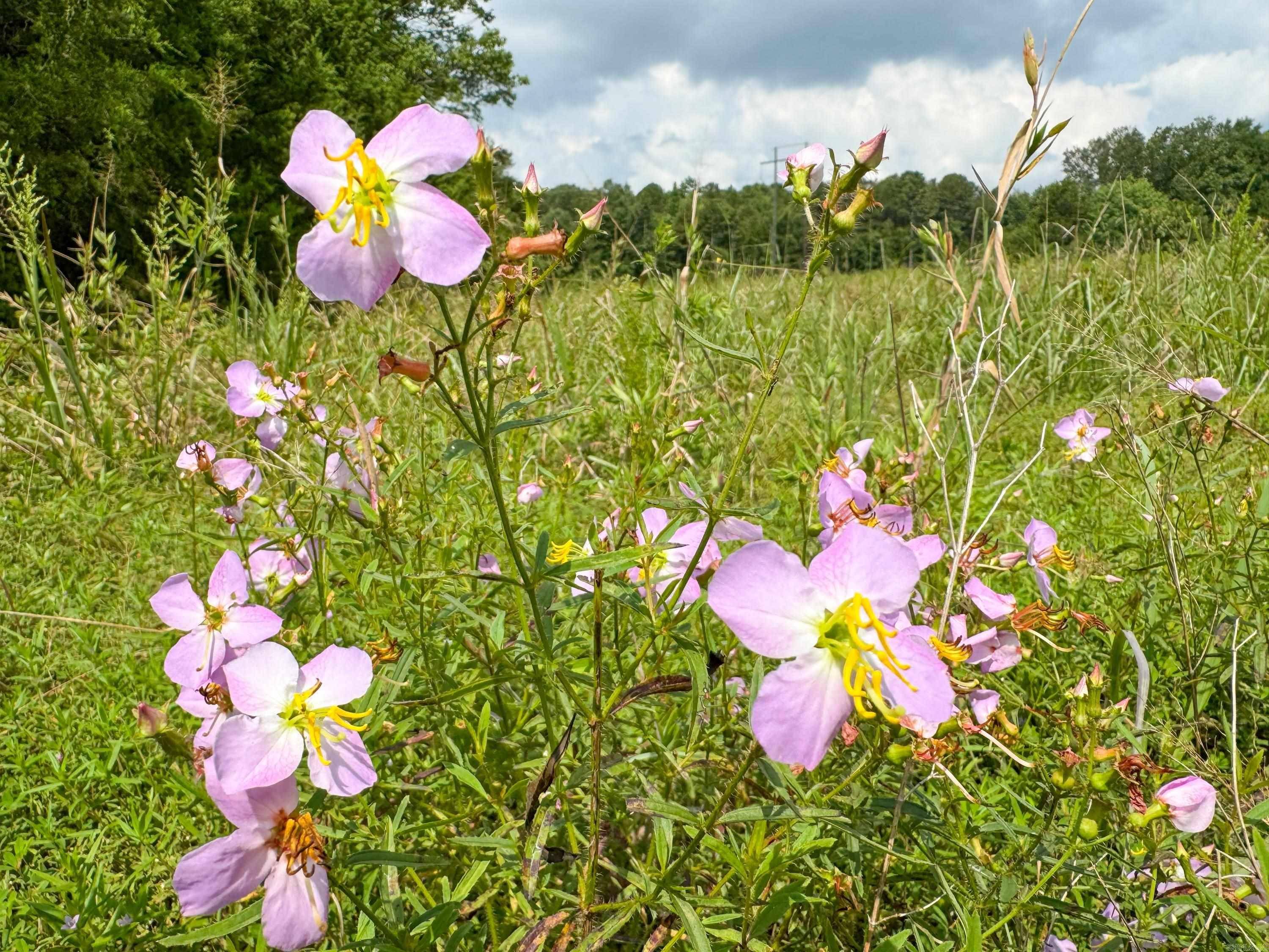 Bee Branch, AR 72013,1300 Scroggins Creek Road