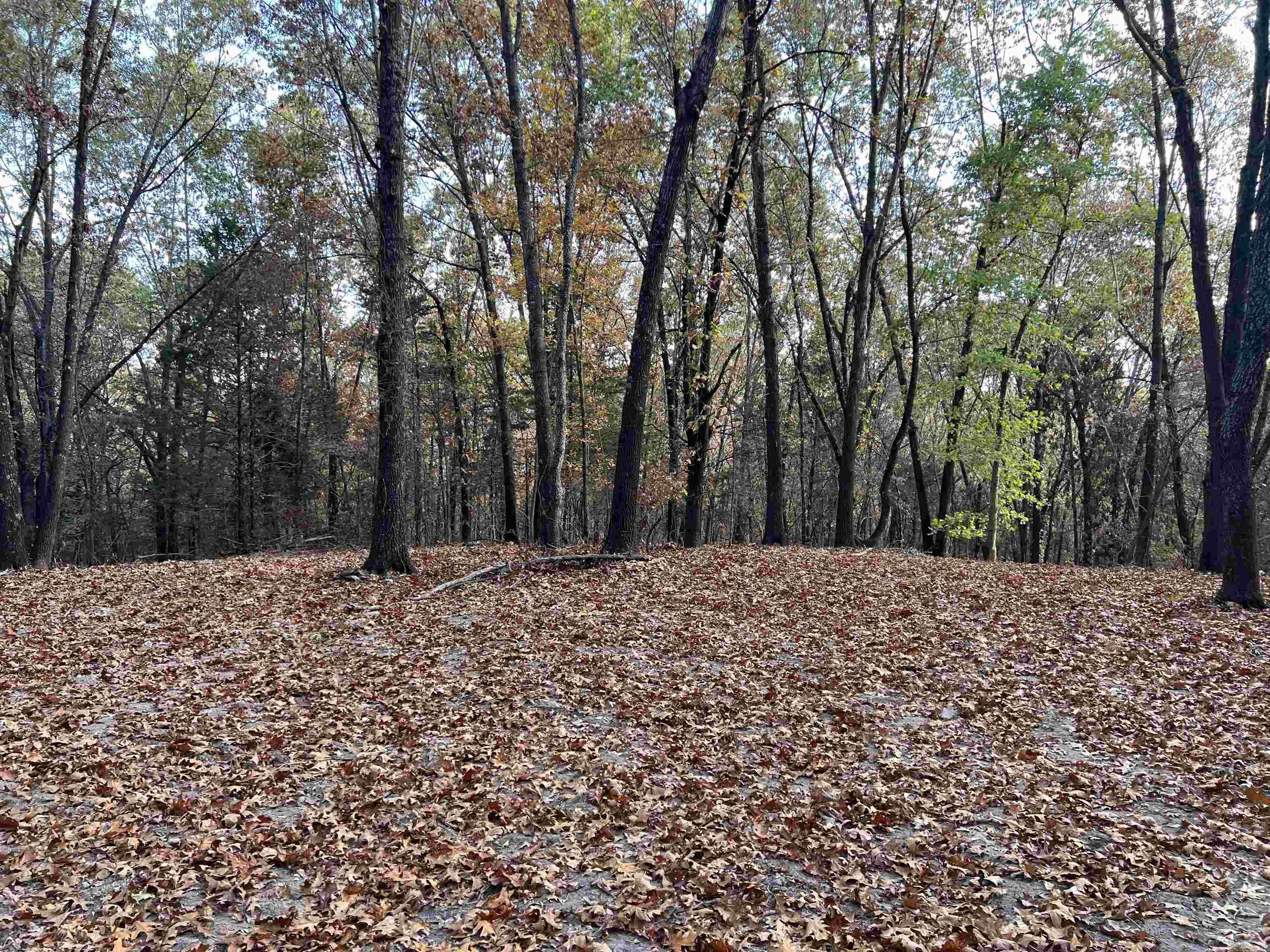 Omaha, AR 72662,16.33 AC Jackson Ridge