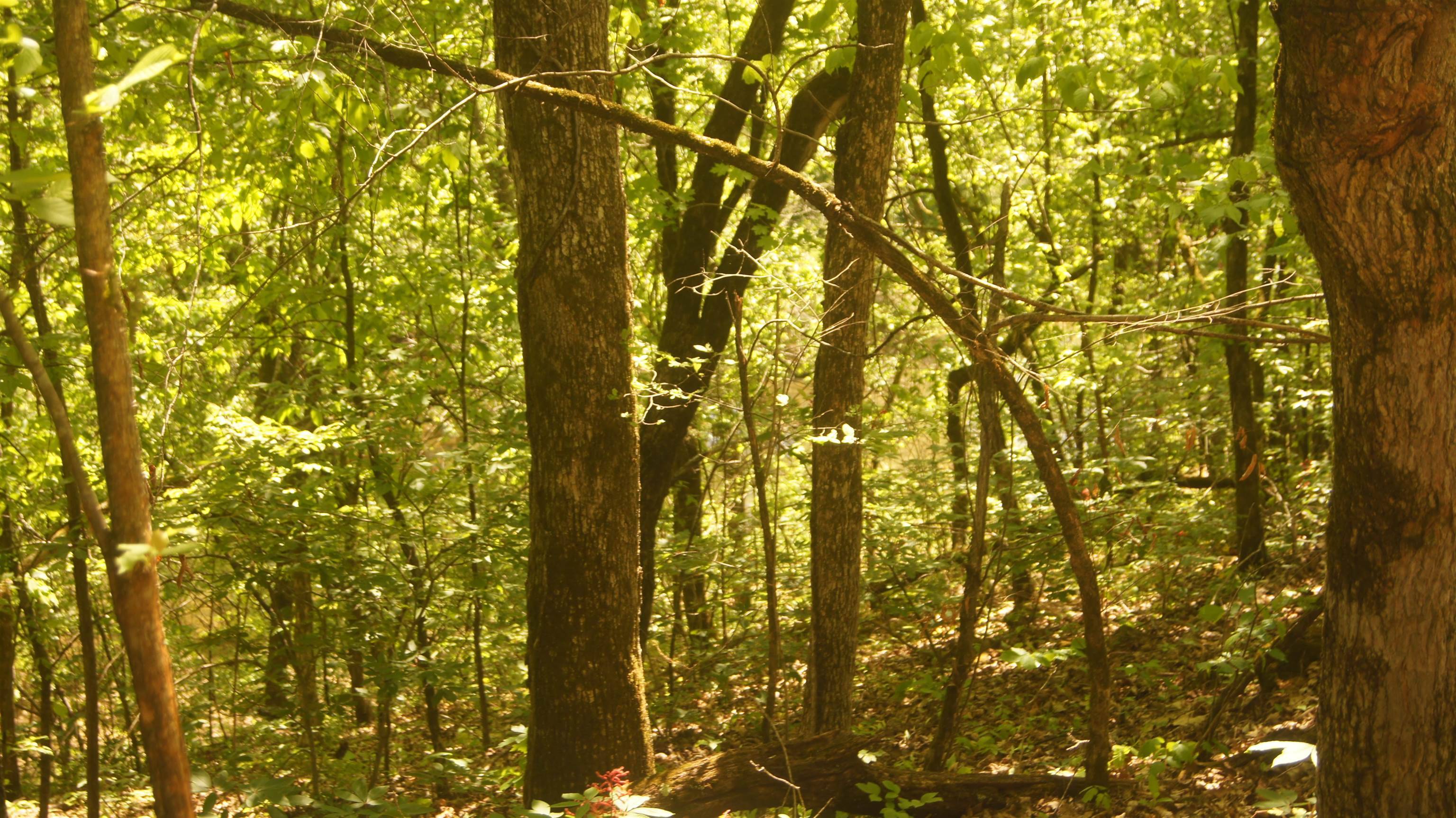 Williford, AR 72482,Lot 4 Booth Creek Road
