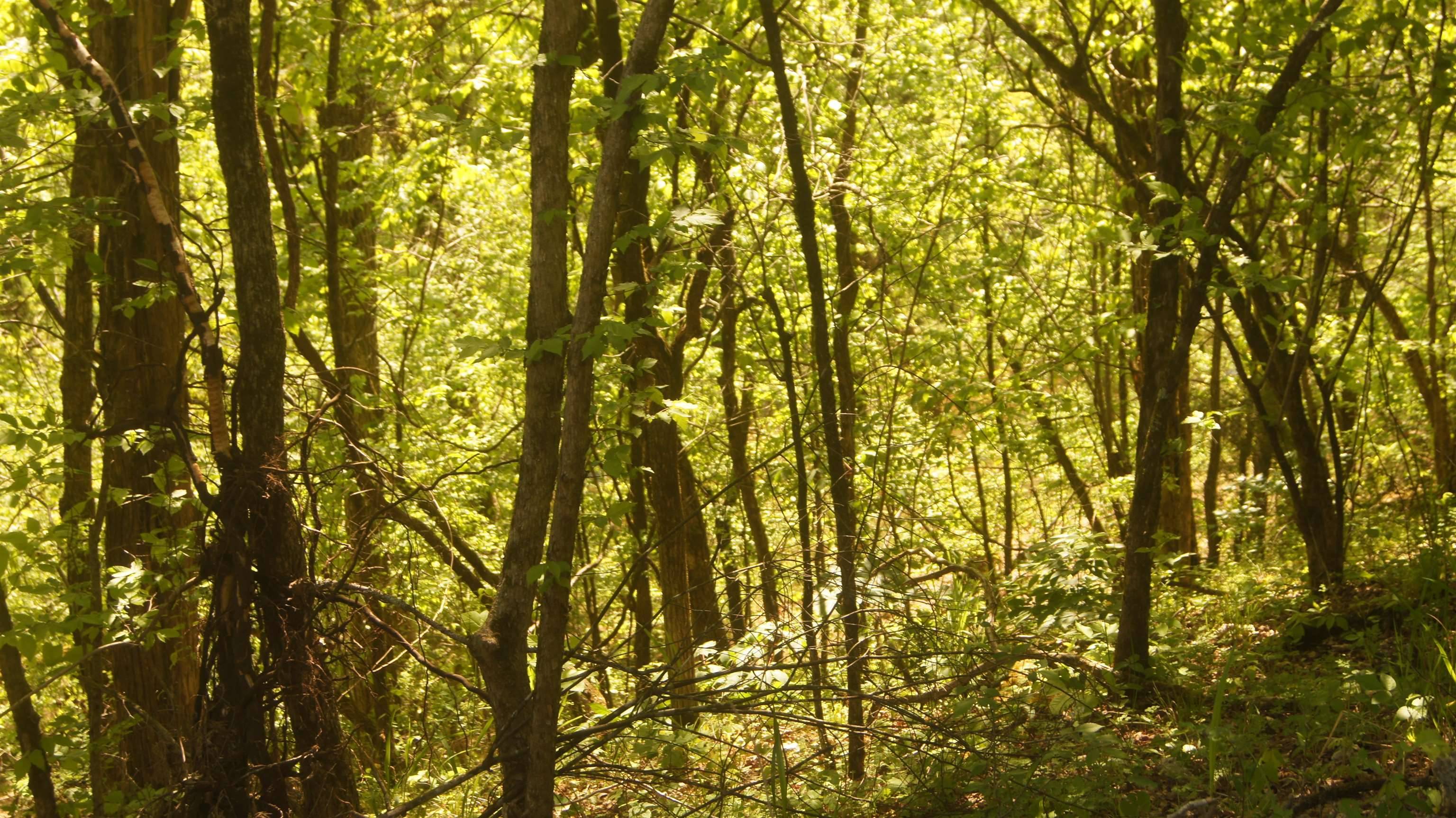 Williford, AR 72482,Lot 4 Booth Creek Road