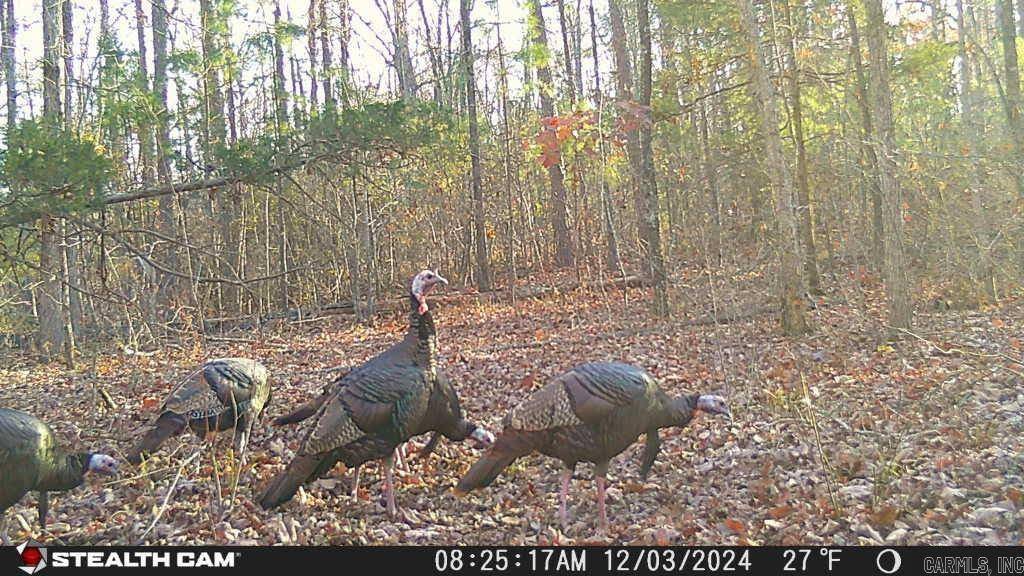 Clinton, AR 72031,4429 Oyler Road