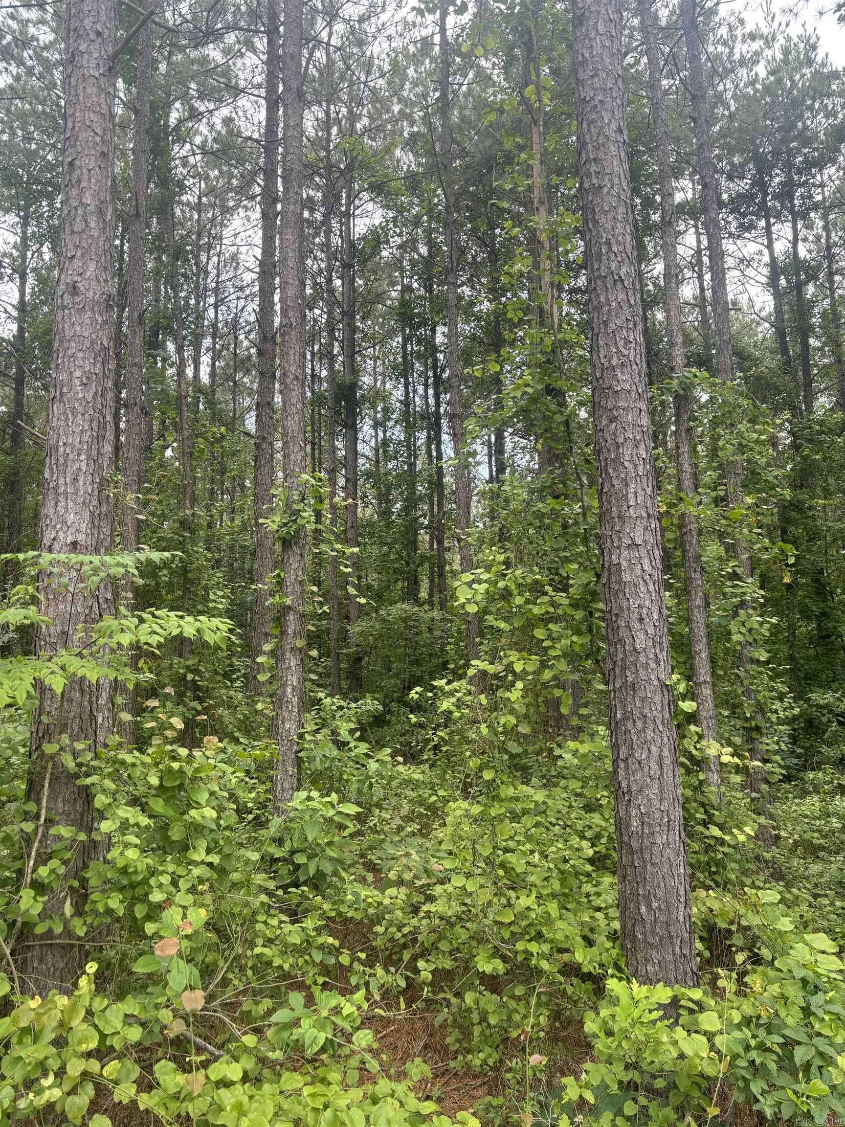 Rison, AR 71665,00 Hickory Drive