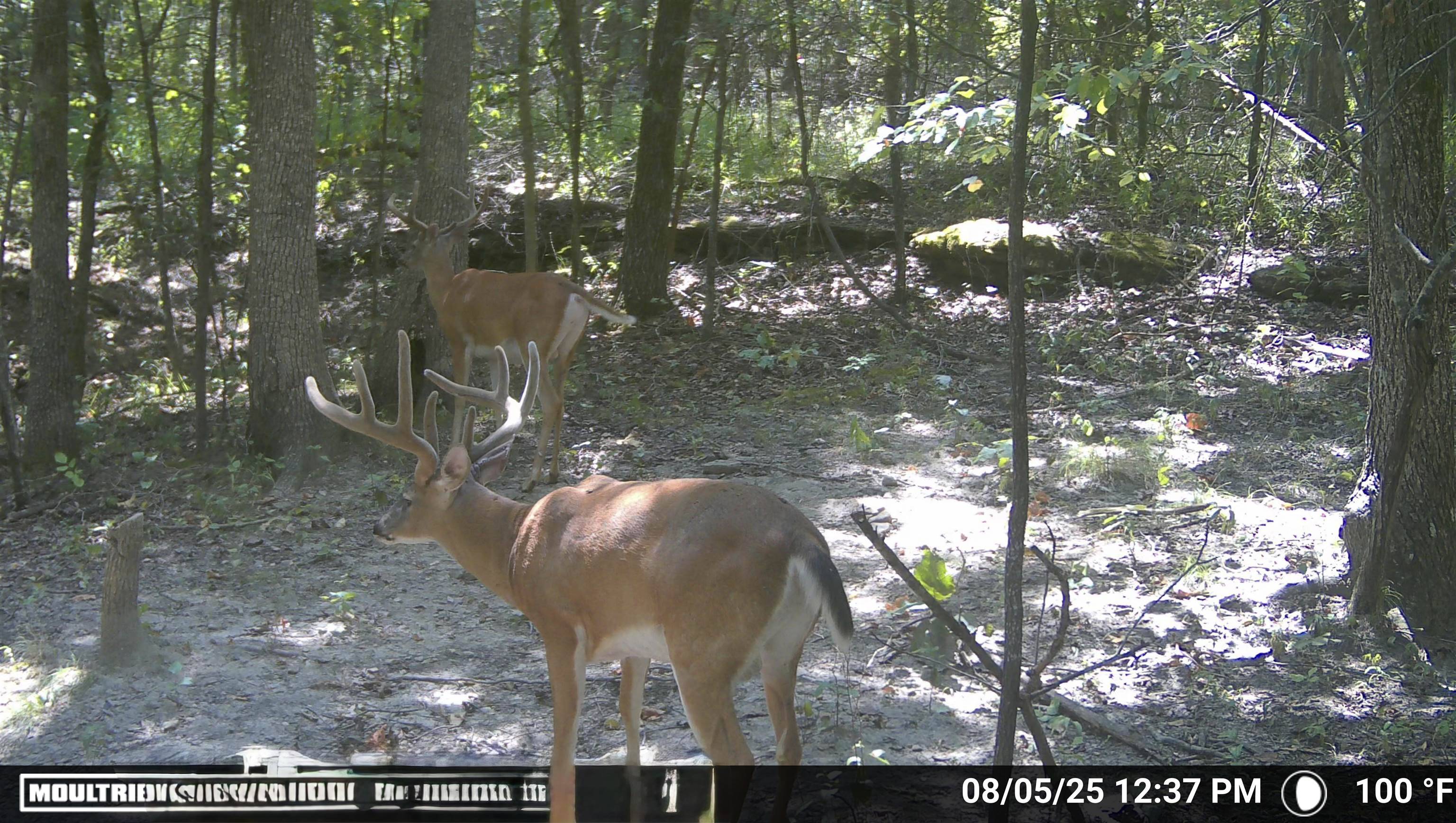 Guion, AR 72540,122A Williamson Trail
