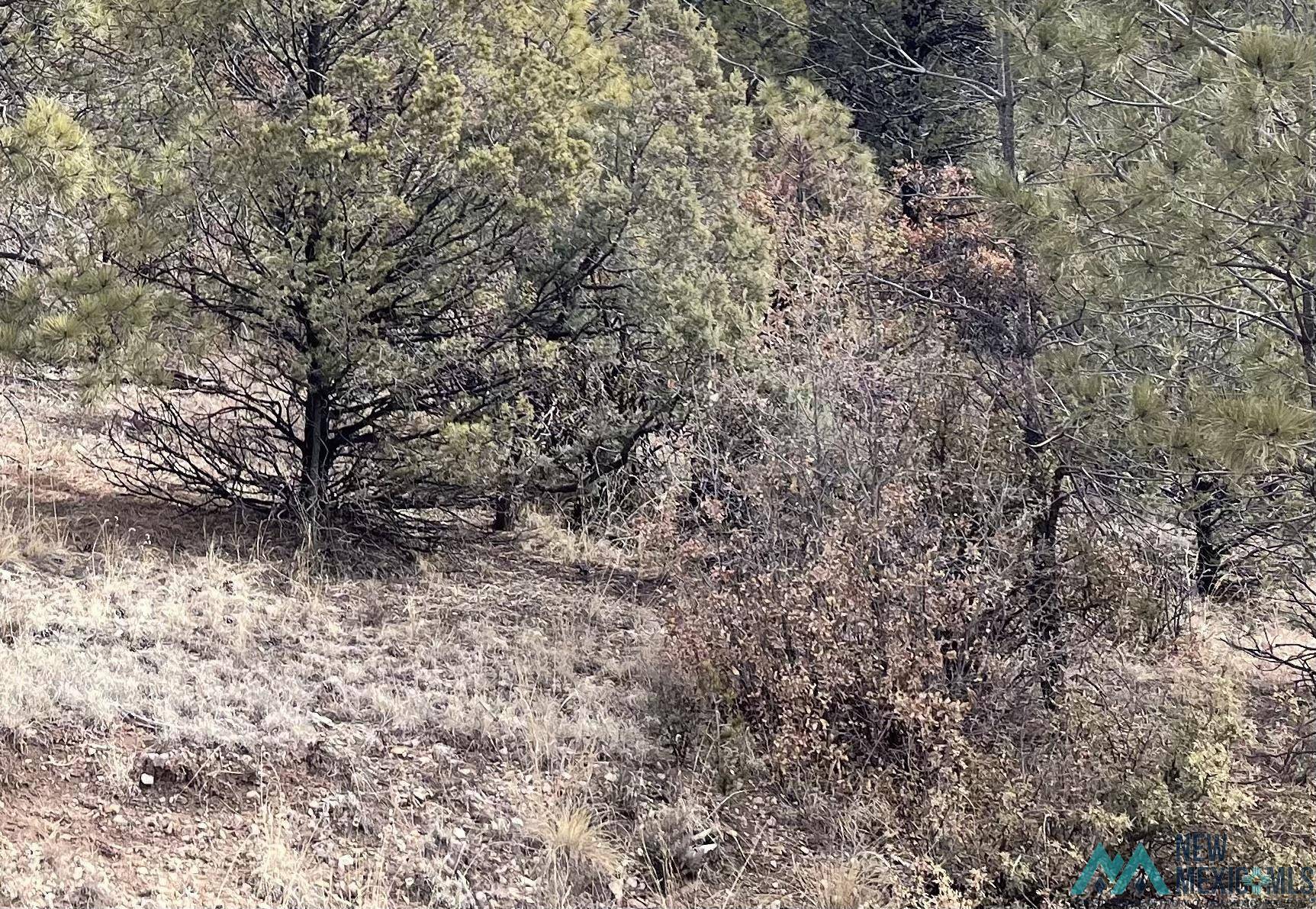 Timberon, NM 88350,39 Keats Drive #Lot 102 Keats