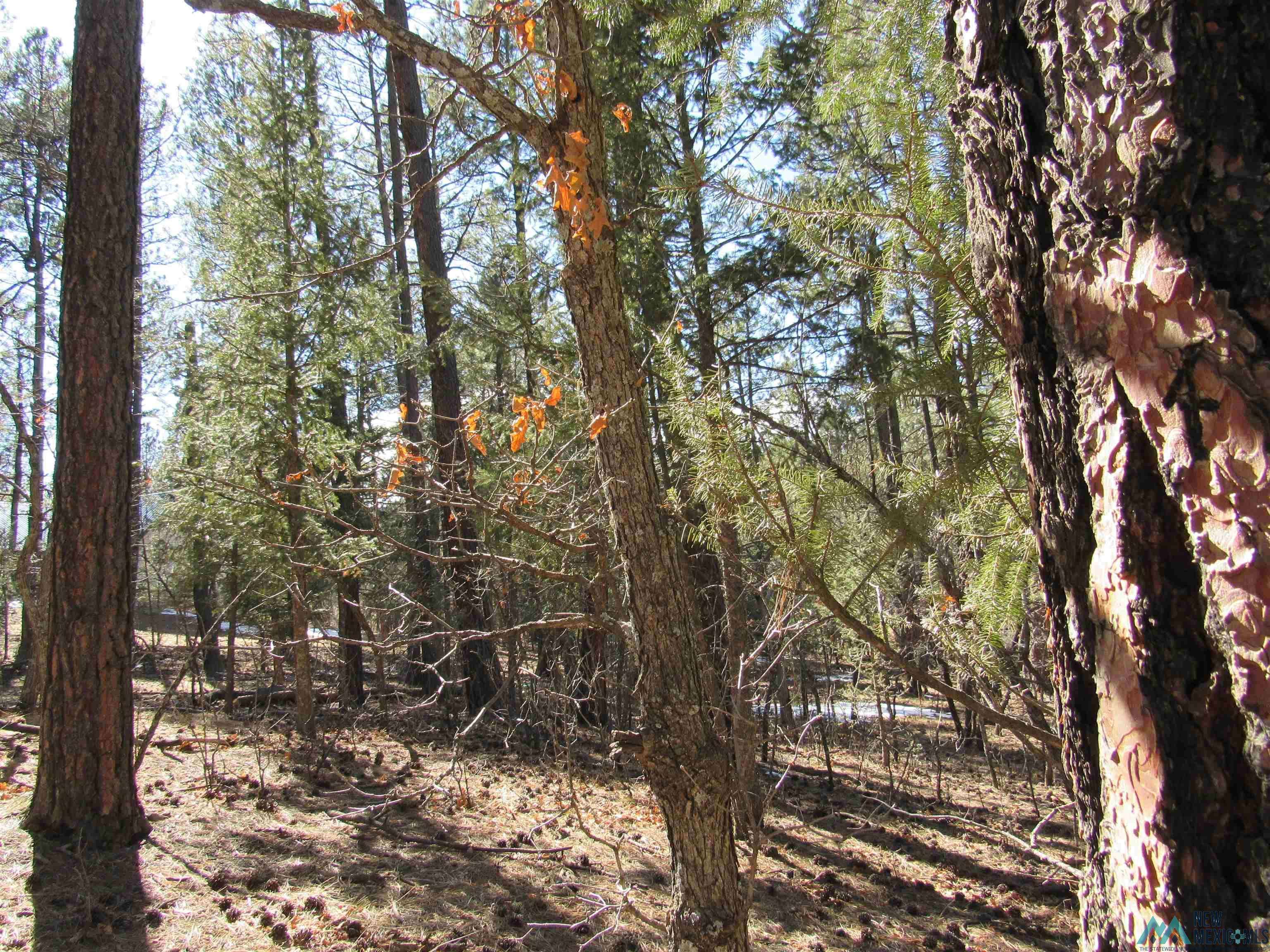 Rociada, NM 87742,44 W Forest Dr Road #Pendaries Village