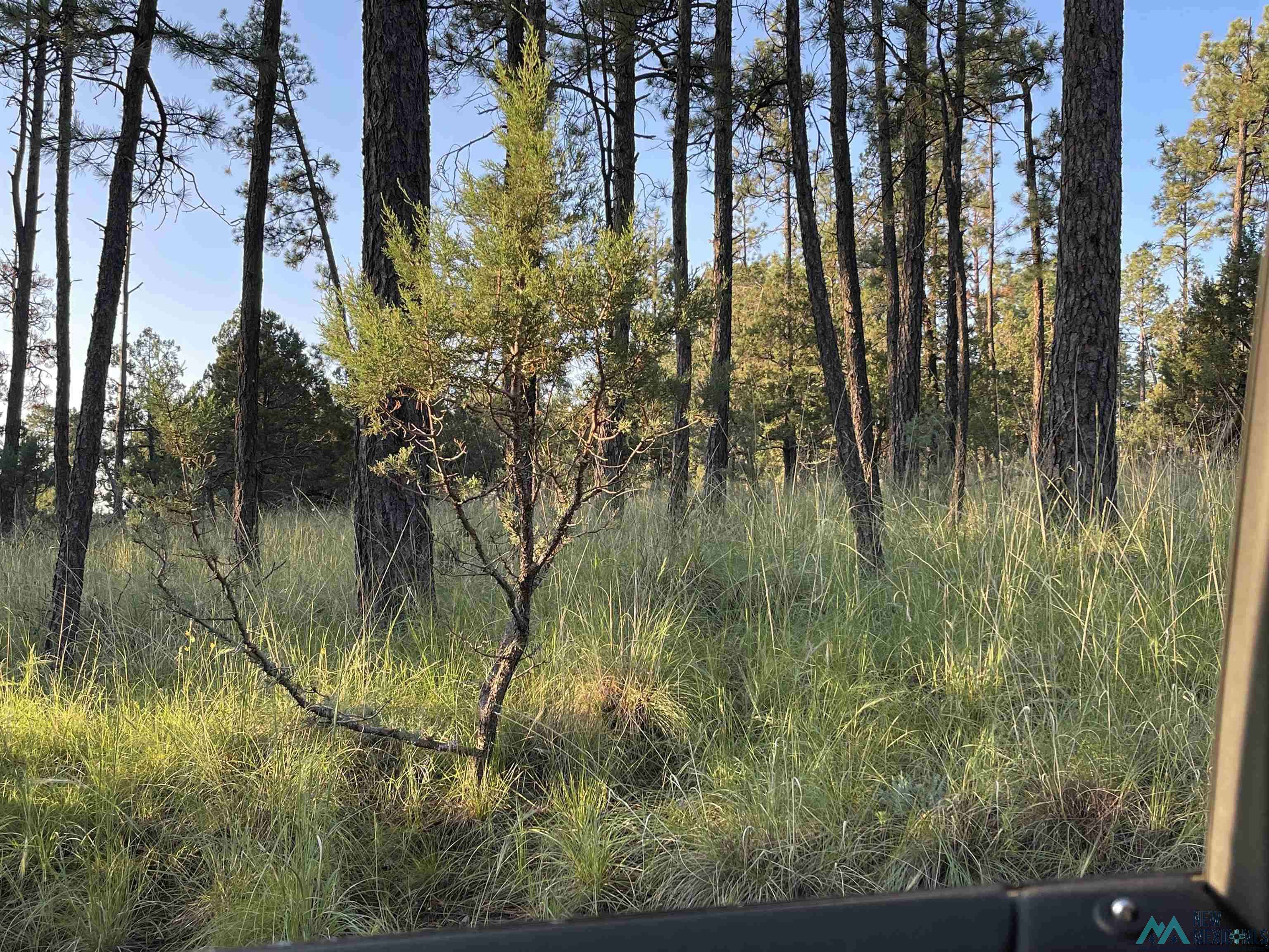 Timberon, NM 88350,Lot 117 Paradise Valley Drive #Lot 116 Paradise Valley Drive
