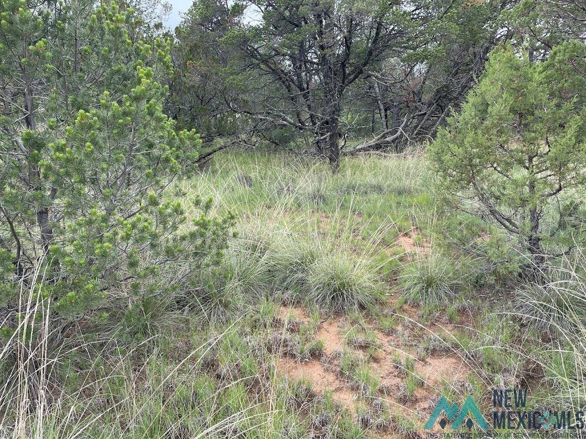 Timberon, NM 88350,Lot 10 Bob White Avenue #Lot 10 Quirt Way