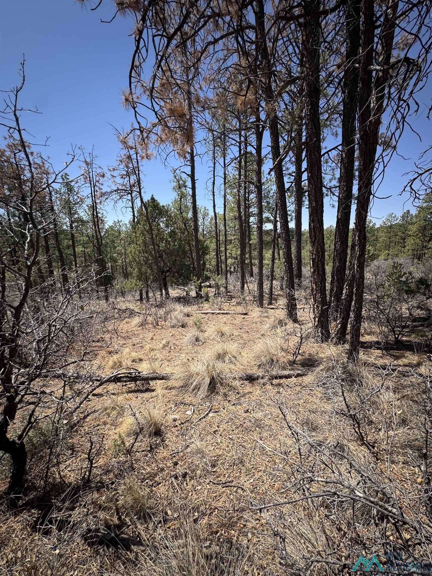 Timberon, NM 88350,27 Hayssinia Street #Lot 20 Hayssinia St