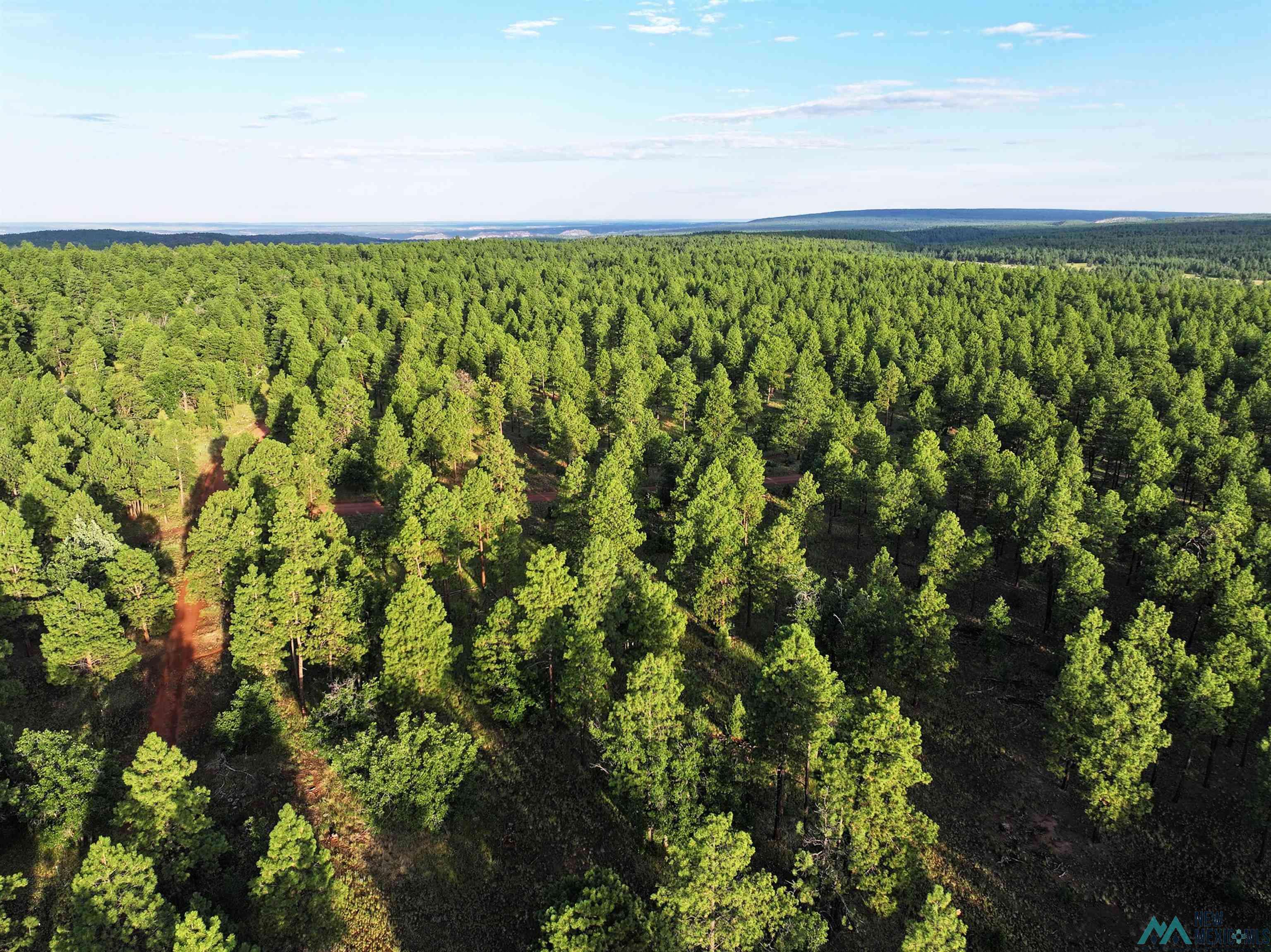 Bluewater, NM 87005,000 Forest Road 157 #Lot 8