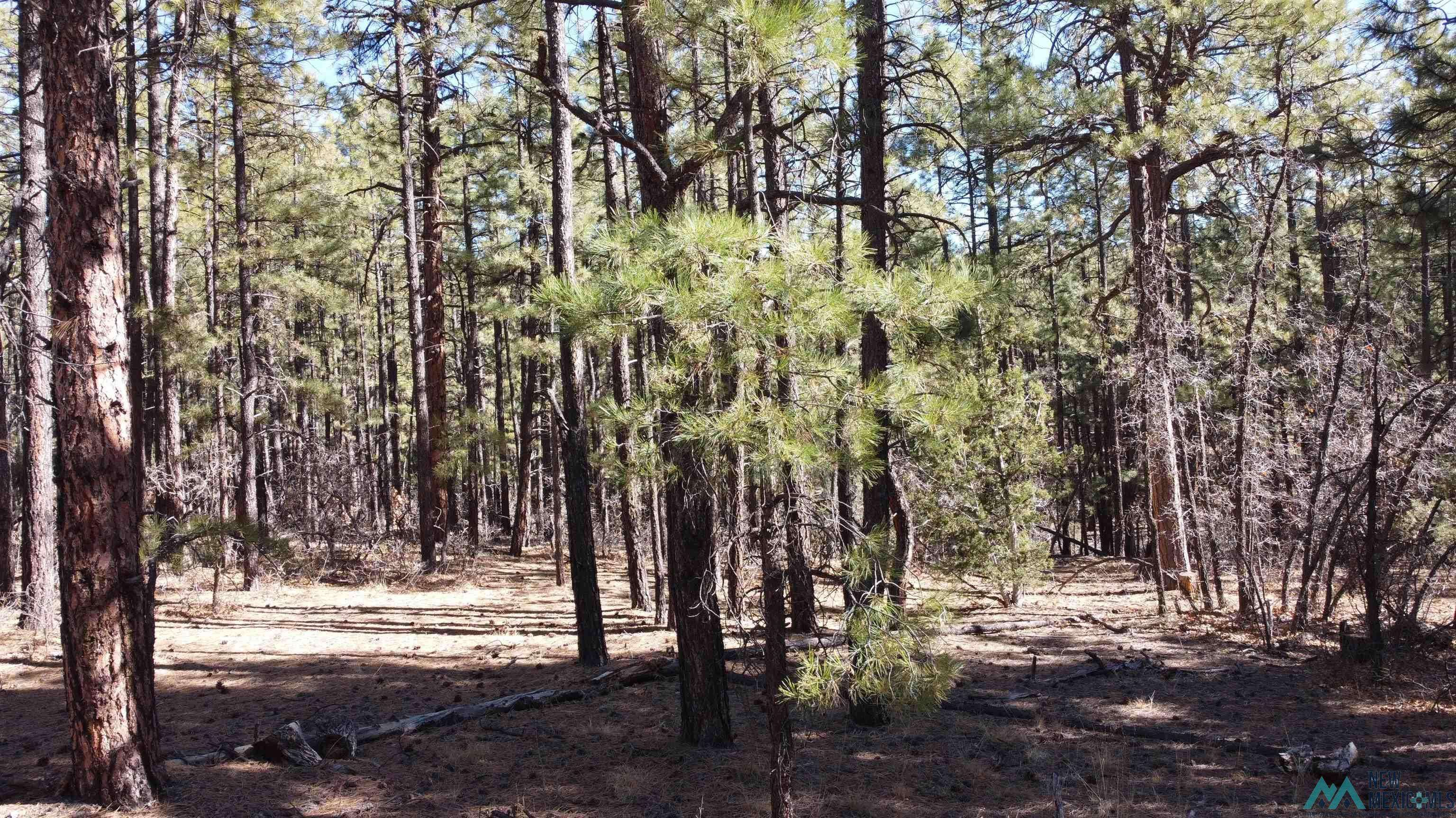 Mcgaffey, NM 87316,Lot 34c McGaffey Pines