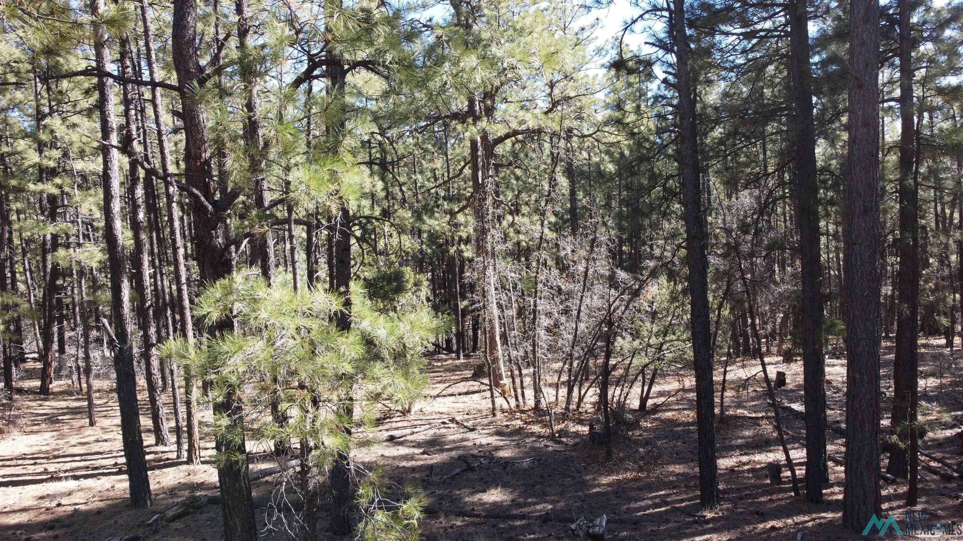 Mcgaffey, NM 87316,Lot 34c McGaffey Pines