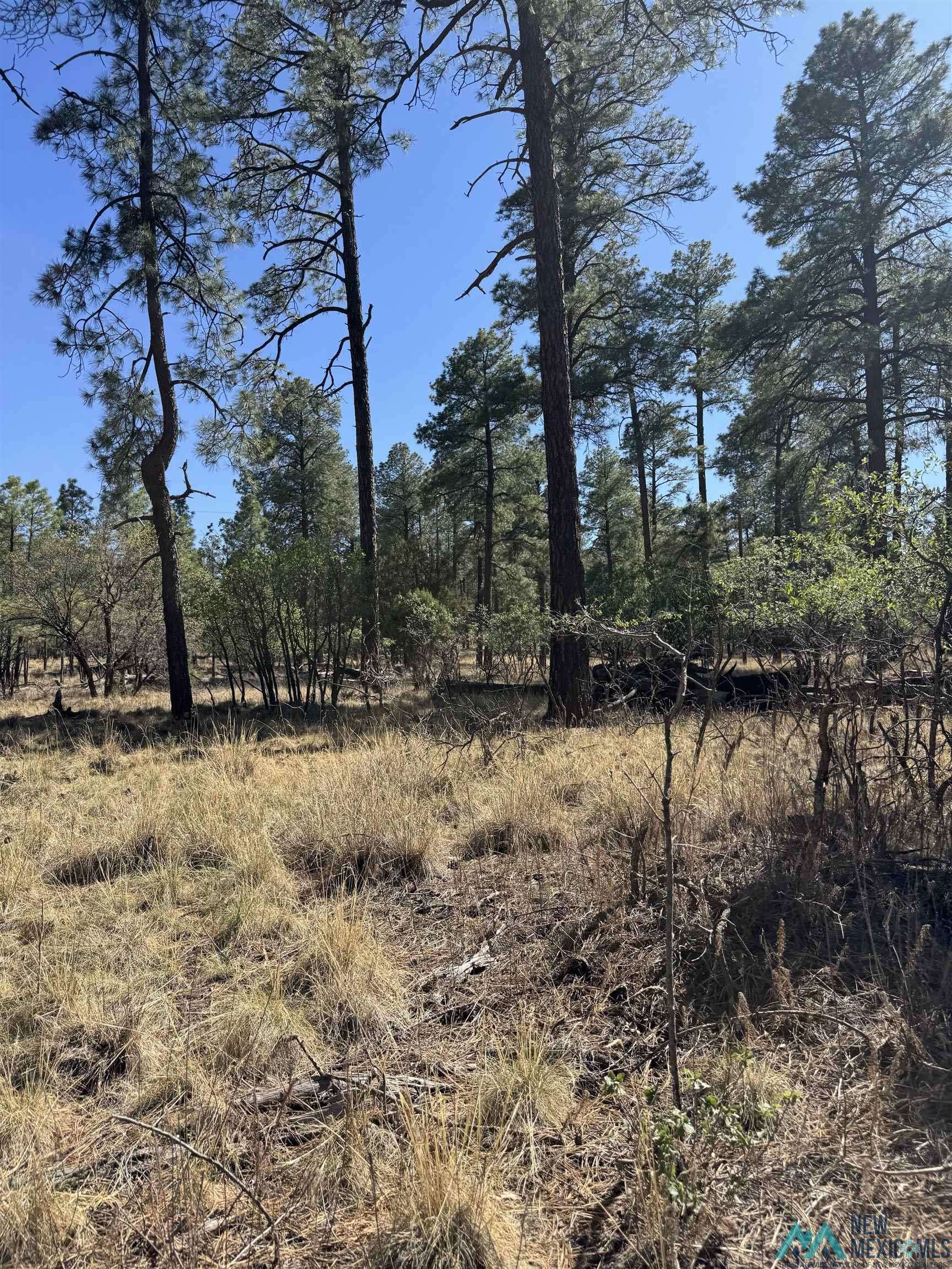 Timberon, NM 88350,Lot95 Tonto Drive
