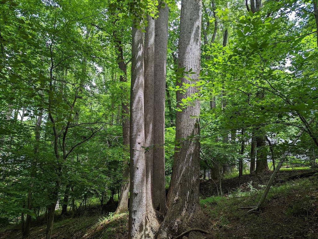 Moneta, VA 24121,Lot 114 Forest Lawn DR