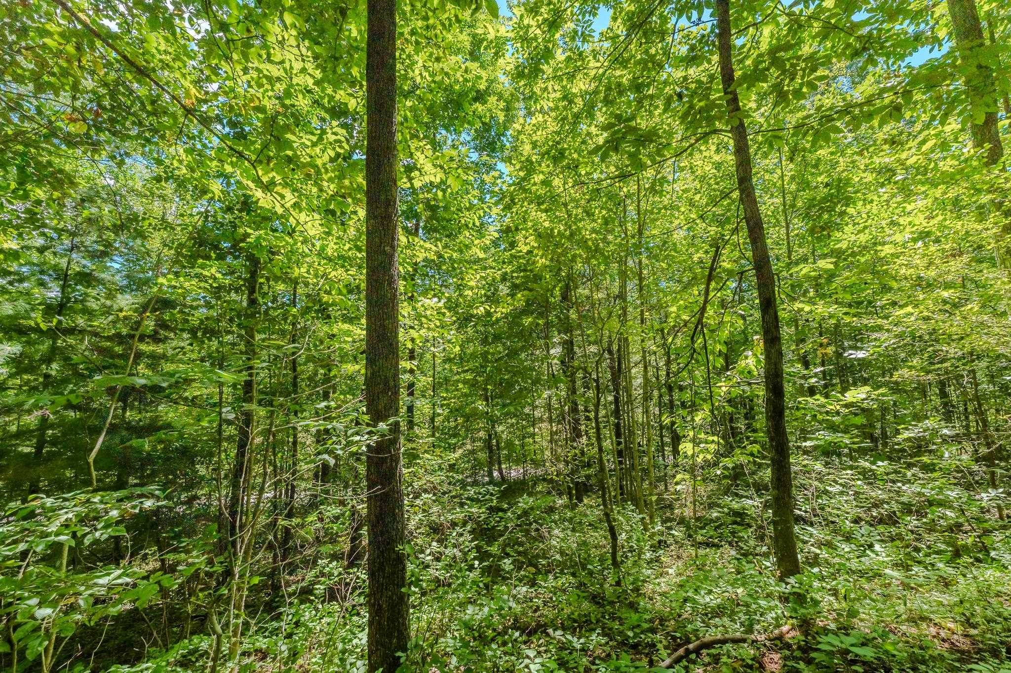 Willis, VA 24380,Lot 3 Phadettia RD