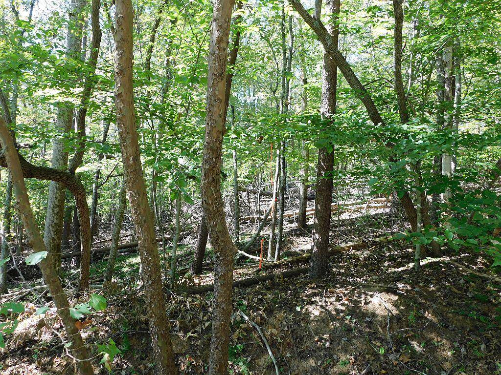 Hardy, VA 24101,Lot 24 Cedar Bluff LN
