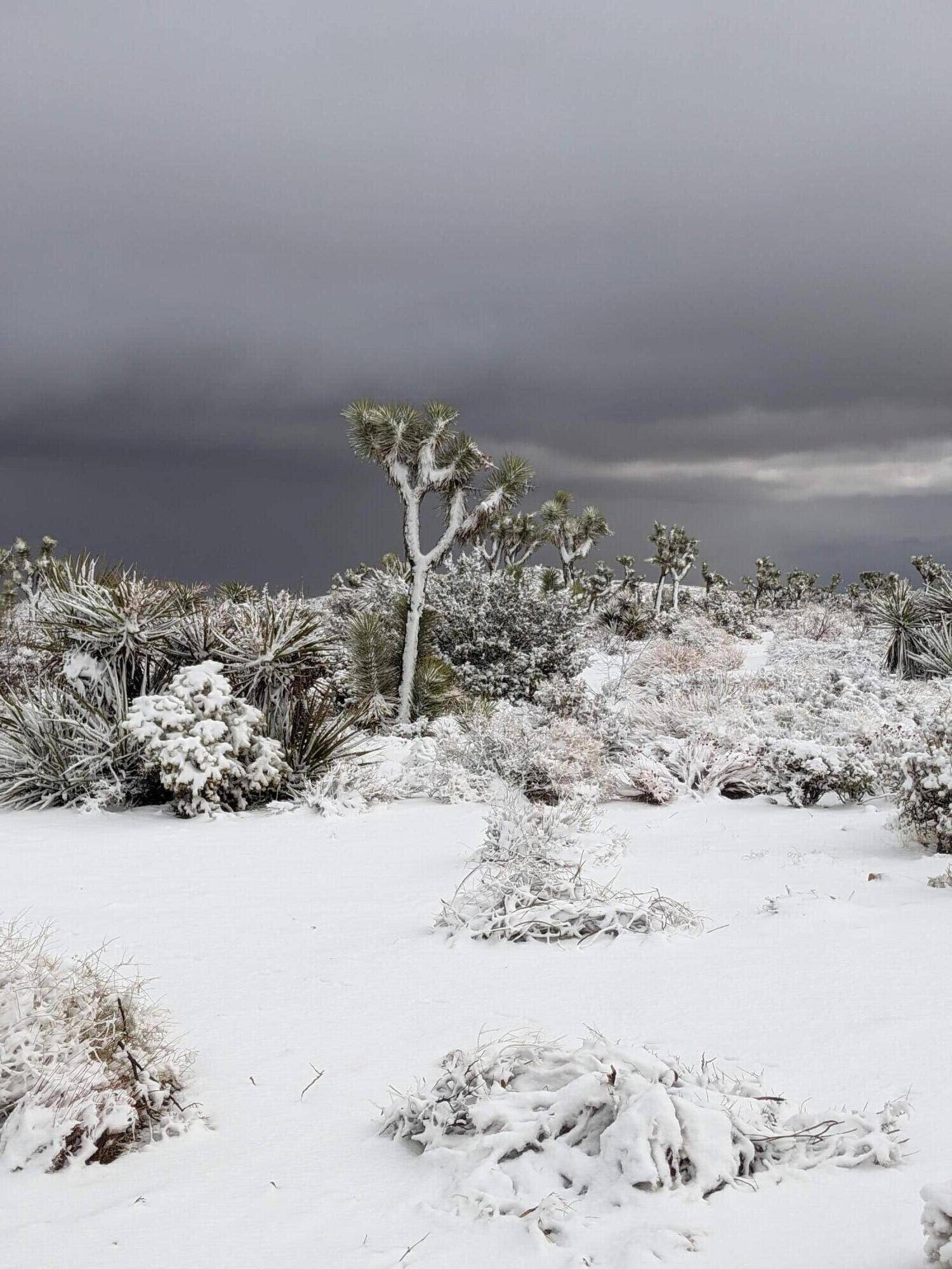 Yucca Valley, CA 92284,0 Skyline Ranch RD