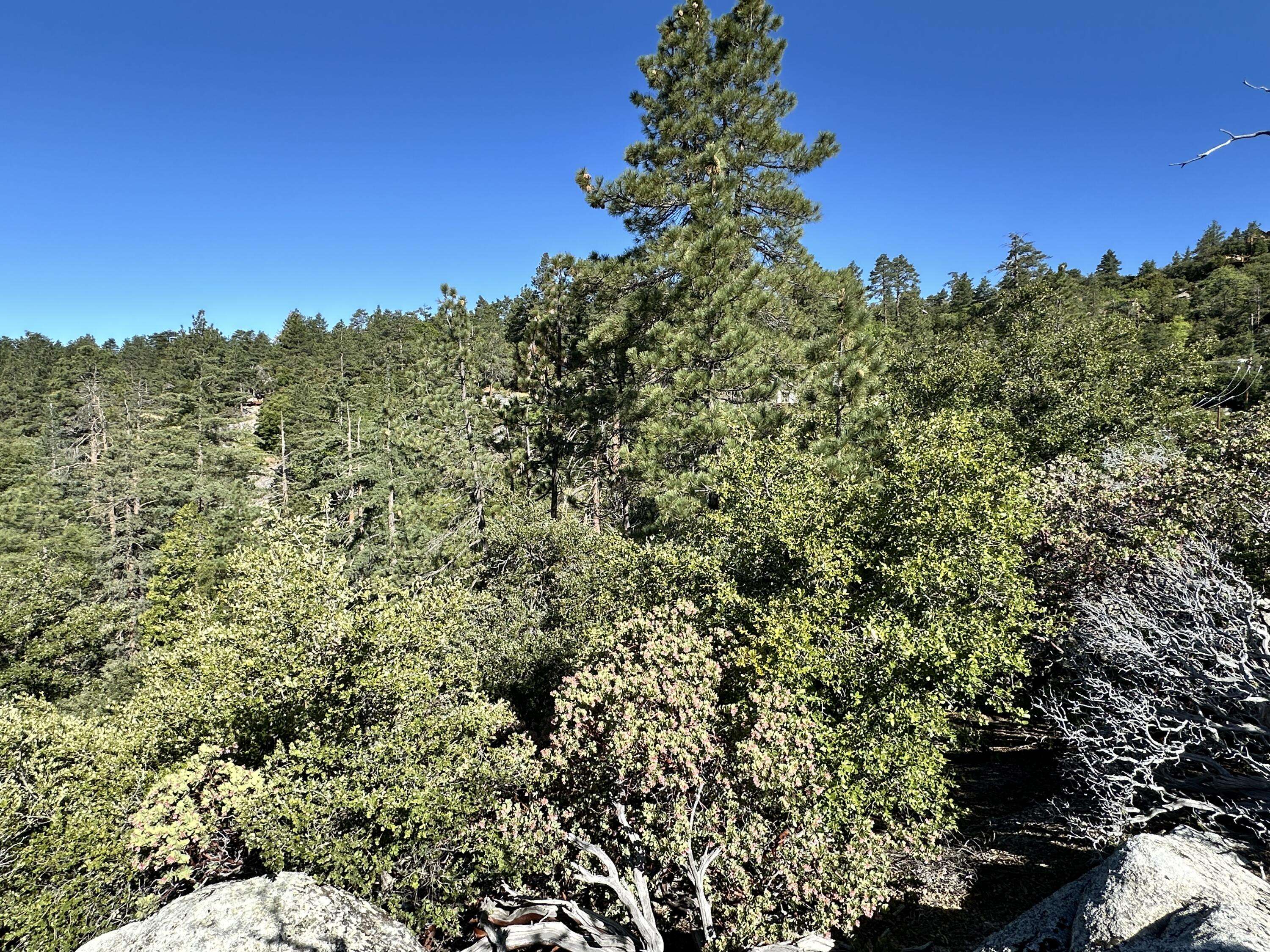 Idyllwild, CA 92549,0 Mountain View