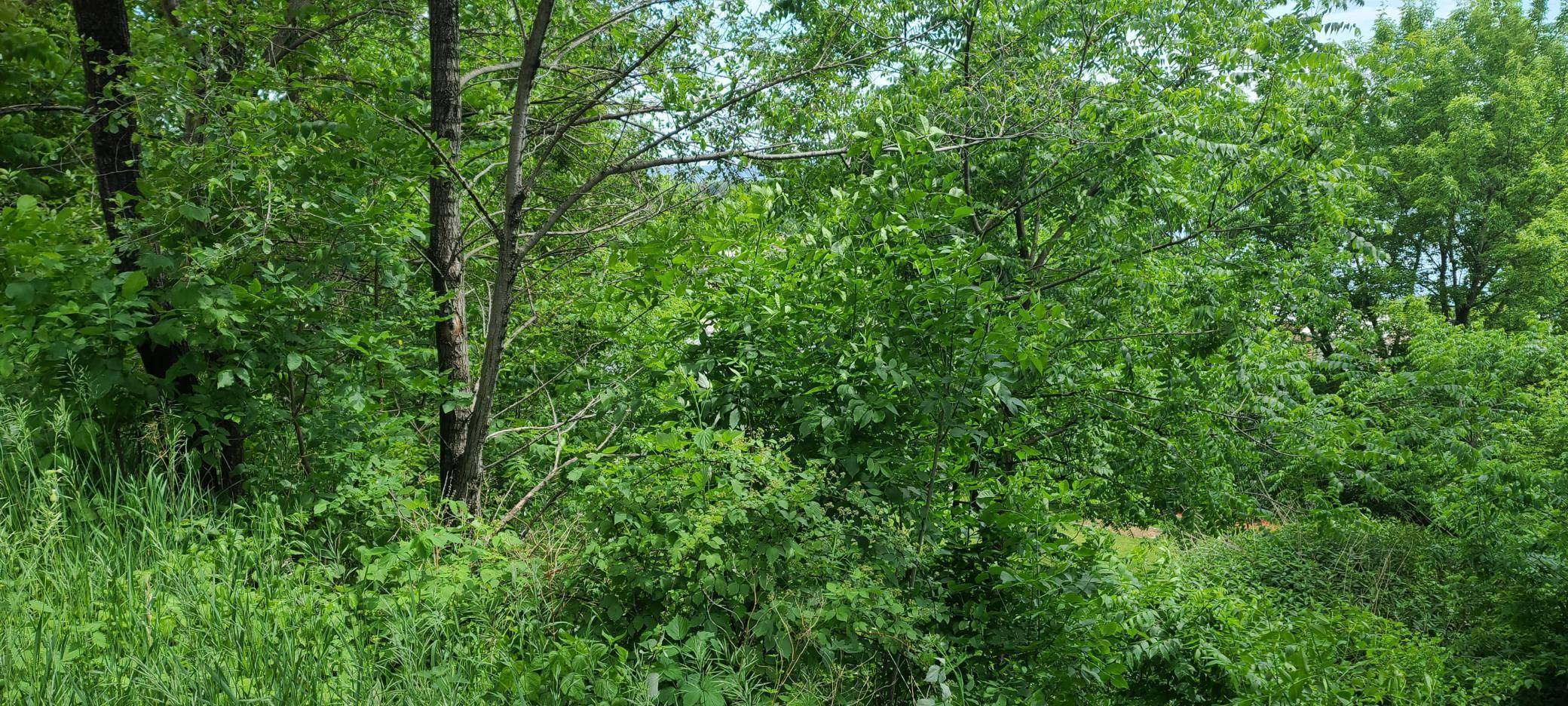 Fountain City, WI 54629,Lot 10 S Hill St