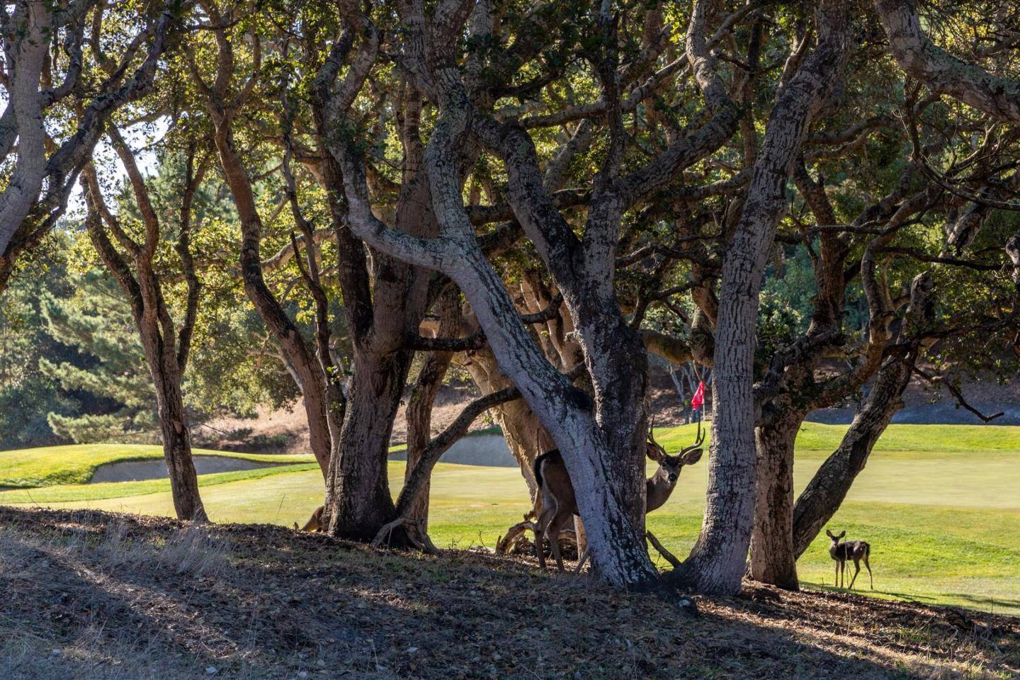Carmel, CA 93923,25520 Via Malpaso (Lot 92)