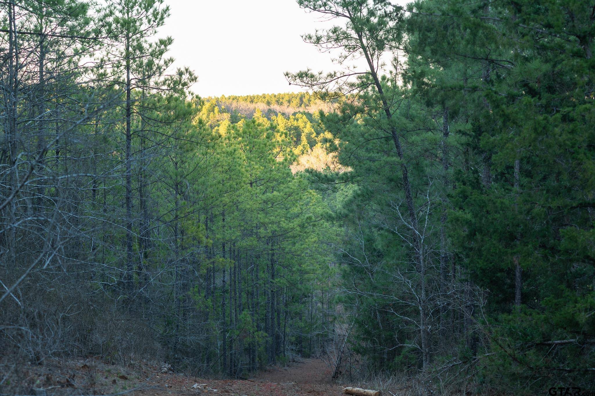 Ben Wheeler, TX 75754,South Tract Highway 64