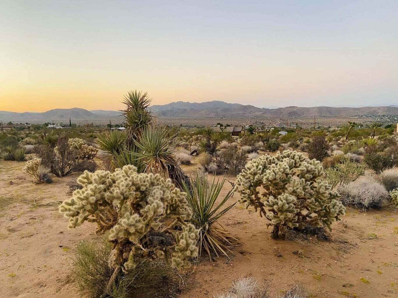 Joshua Tree, CA 92252,0 Agave RD