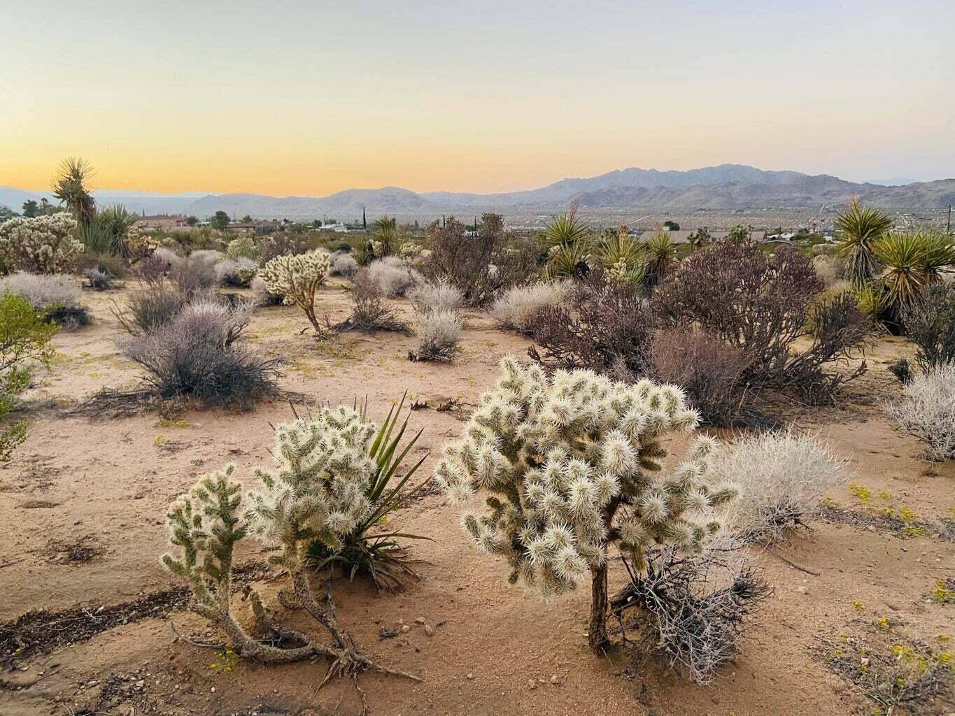 Joshua Tree, CA 92252,0 Agave RD