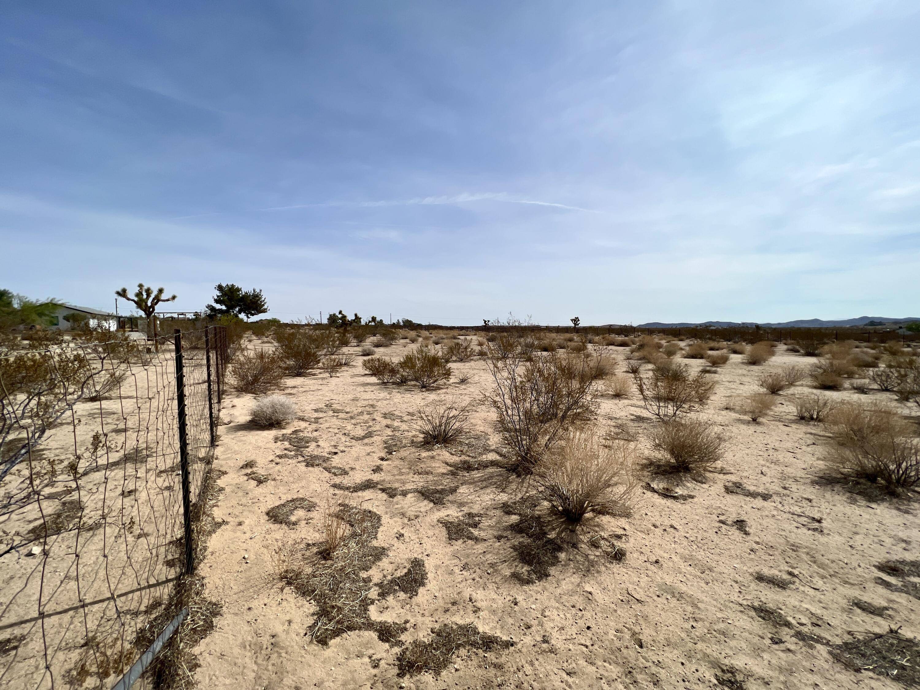 Joshua Tree, CA 92252,0 On Campanula ST