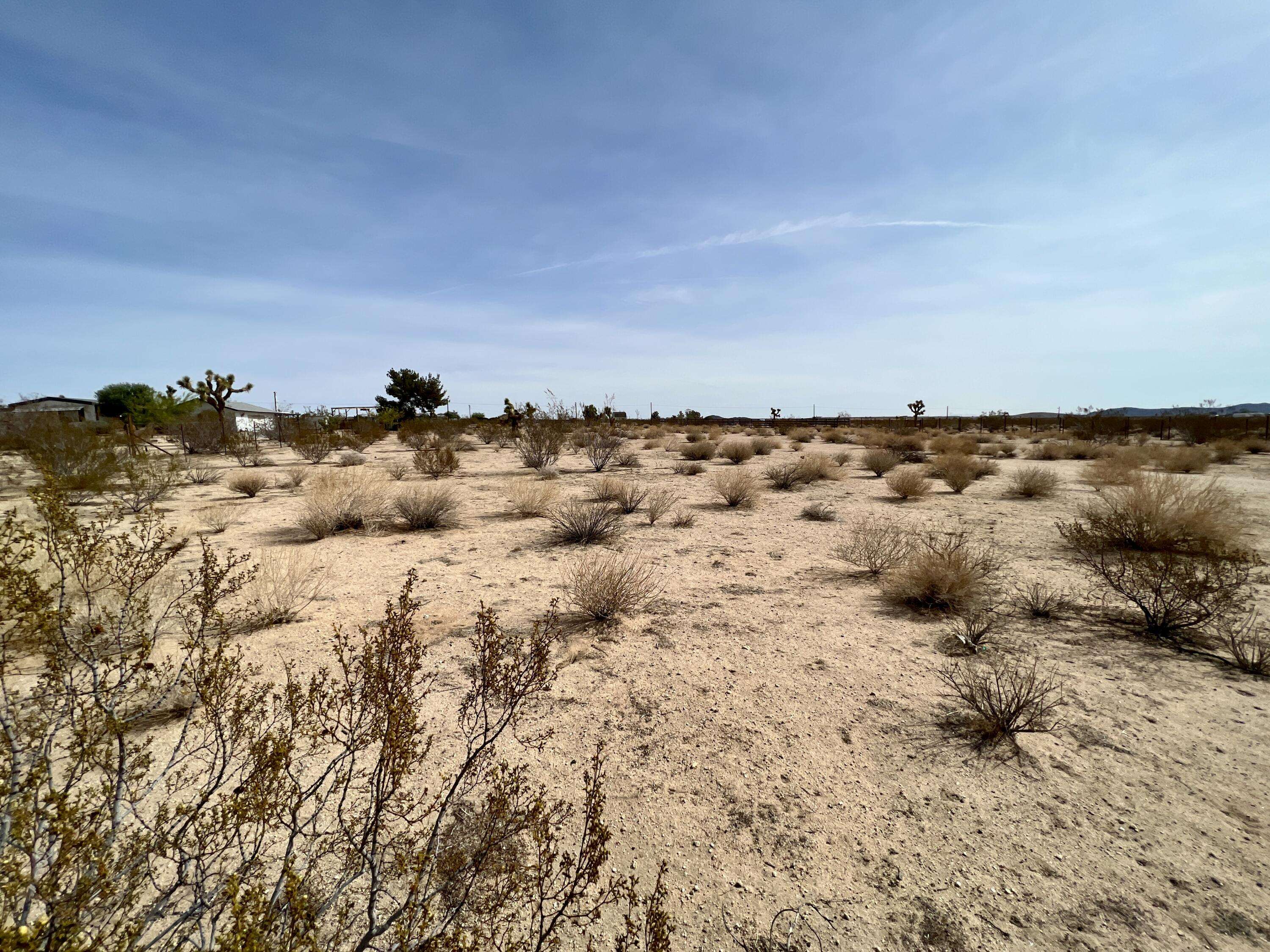 Joshua Tree, CA 92252,0 On Campanula ST