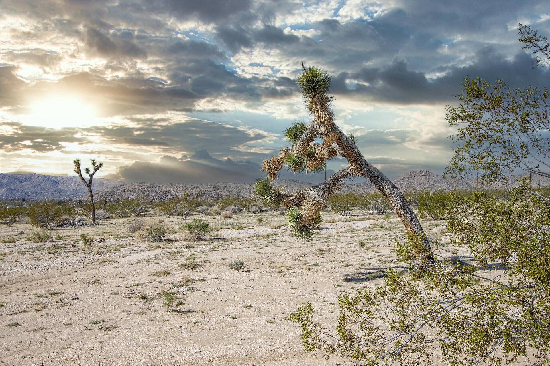 Joshua Tree, CA 92252,4605 Border AVE