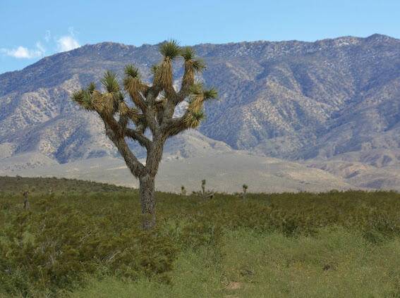 Johnson Valley, CA 92285,0 Bessemer Mine RD